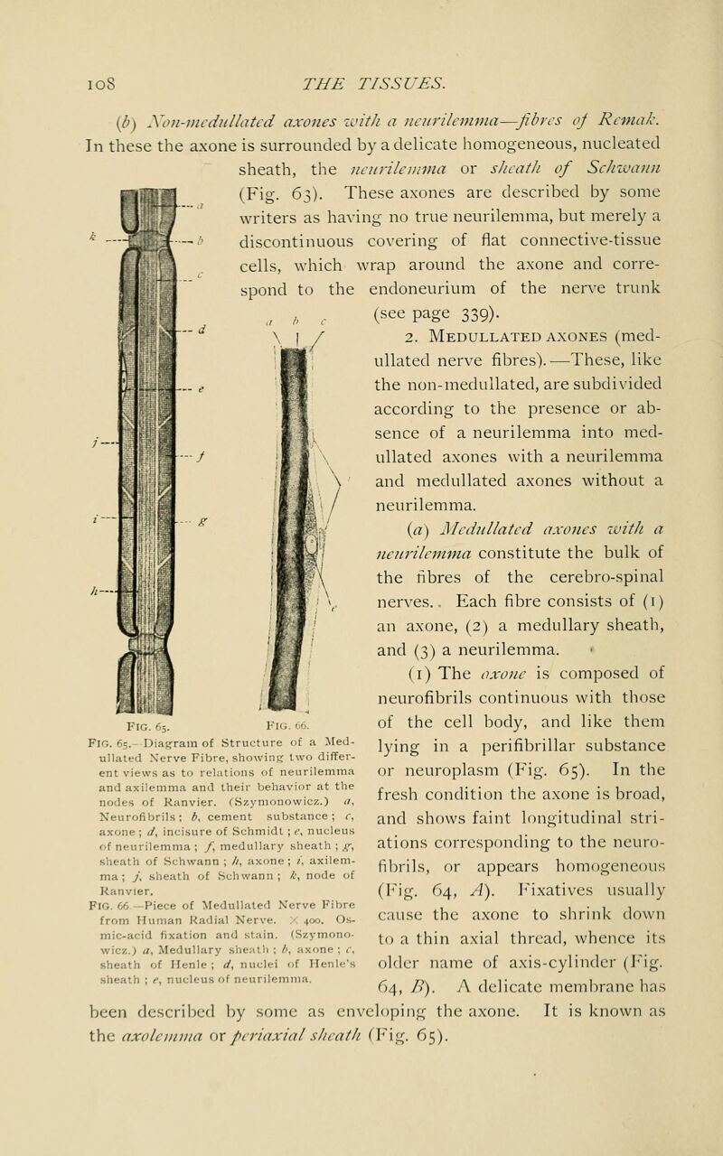 k _. — d ■:- (b) Non-medullated axones with a neurilemma—fibres of Remafc. In these the axone is surrounded by a delicate homogeneous, nucleated sheath, the neurilemma or sheath of Schwann (Fig. 6$). These axones are described by some writers as having no true neurilemma, but merely a discontinuous covering of flat connective-tissue cells, which wrap around the axone and corre- spond to the endoneurium of the nerve trunk ., d e (see page 339). I 2. Medullated axones (med- ullated nerve fibres).—These, like the non-medullated, are subdivided according to the presence or ab- sence of a neurilemma into med- ullated axones with a neurilemma \ ' and medullated axones without a neurilemma. (a) Medullated axones with a neurilemma constitute the bulk of the fibres of the cerebro-spinal nerves.. Each fibre consists of (1) an axone, (2) a medullary sheath, and (3) a neurilemma. (1) The axone is composed of neurofibrils continuous with those of the cell body, and like them lying in a perifibrillar substance or neuroplasm (Fig. 65). In the fresh condition the axone is broad, and shows faint longitudinal stri- ations corresponding to the neuro- fibrils, or appears homogeneous (Fig. 64, A). Fixatives usually cause the axone to shrink down to a thin axial thread, whence its older name of axis-cylinder (Fig. 64, B). A delicate membrane has been described by some as enveloping the axone. It is known as the axolemma ox periaxial sheath (Fig. 65). Fig. 65. Fig. 66. FIG. 65.- Diagram of Structure of a Med- ullated Xerve Fibre, showing two differ- ent views as to relations of neurilemma and axilemma and their behavior at the nodes of Ranvier. rSzymonowicz.) a, Neurofibrils; b, cement substance; r, axone ; d, incisure of Schmidt ; e, nucleus of neurilemma ; /, medullary sheath ; g, sheath of Schwann ; //, axone ; 1, axilem- ma ; J, sheath of Schwann; k, node of Ranvier. FlG. 66—Piece of Medullated Nerve Fibre from Human Radial Nerve. X 400. Os- mic-acid fixation and stain. (Szymono- wicz.) a. Medullary sheath ; /<, axone; r, sheath of Henle ; d, nuclei of Henle's sheath ; e, nucleus of neurilemma.