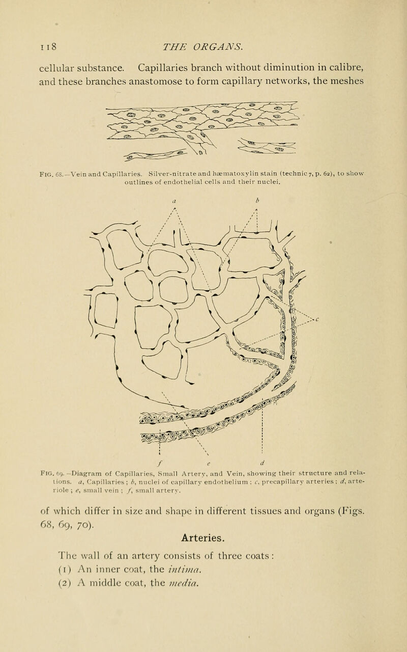 cellular substance. Capillaries branch without diminution in calibre, and these branches anastomose to form capillary networks, the meshes FIG. 68.—Vein and Capillaries. Silver-nitrate and hematoxylin stain (technic 7, p. 62), to show- outlines of endothelial cells and their nuclei. fed FIG. 69. -Diagram of Capillaries, Small Artery, and Vein, showing their structure and rela- tions, ti, Capillaries ; b, nuclei of capillary endothelium ; c, precapillary arteries ; </, arte- riole ; e, small vein ; /, small artery. of which differ in size and shape in different tissues and organs (Figs. 68, 69, 70). Arteries. The wall of an artery consists of three coats: fi ) An inner coat, the intima. (2) A middle coat, the media.