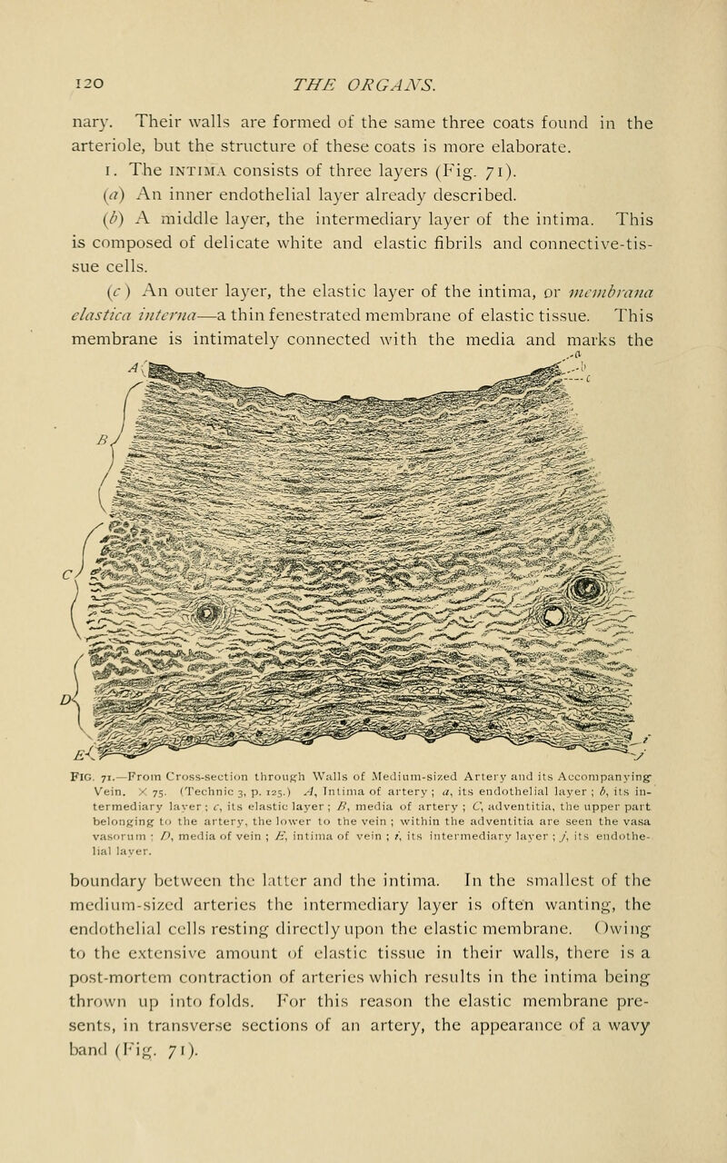 nary. Their walls are formed of the same three coats found in the arteriole, but the structure of these coats is more elaborate, i. The intima consists of three layers (Fig. 71). (a) An inner endothelial layer already described. (b) A middle layer, the intermediary layer of the intima. This is composed of delicate white and elastic fibrils and connective-tis- sue cells. (c) An outer layer, the elastic layer of the intima, or membrana elastica interna—a thin fenestrated membrane of elastic tissue. This membrane is intimately connected with the media and marks the FIG. 71.—From Cross-section through Walls of Medium-sized Artery and its Accompanying- Vein. X 75. (Technic 3, p. 125.) A, Tntima of artery; a, its endothelial layer ; b, its in- termediary layer ; c, its elastic layer ; B, media of artery ; C, adventitia, the upper part belonging to the artery, the lower to the vein ; within the adventitia are seen the vasa vasorum ■ D, media of vein ; H, intima of vein ; r, its intermediary layer ; /, its endothe- lial layer. boundary between the latter and the intima. In the smallest of the medium-sized arteries the intermediary layer is often wanting, the endothelial cells resting directly upon the elastic membrane. Owing to the extensive amount of elastic tissue in their walls, there is a post-mortem contraction of arteries which results in the intima being thrown up into folds. For this reason the elastic membrane pre- sents, in transverse sections of an artery, the appearance of a wavy band (Fig. 71).