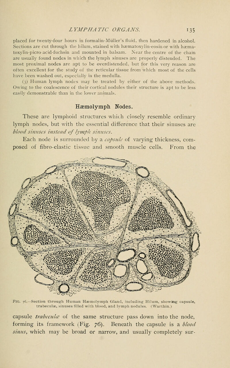 placed for twenty-four hours in formalin-Aluller's fluid, then hardened in alcohol. Sections are cut through the hilum, stained with haematoxylin-eosin or with hasma- toxylin-picro-acid-fuchsin and mounted in balsam. Near the centre of the chain are usually found nodes in which the lymph sinuses are properly distended. The most proximal nodes are apt to be overdistended. but for this very reason are often excellent for the study of the reticular tissue from which most of the cells have been washed out, especially in the medulla. (3) Human lymph nodes may be treated by either of the above methods. Owing to the coalescence of their cortical nodules their structure is apt to be less easily demonstrable than in the lower animals. Haemolymph Nodes. These are lymphoid structures which ciosely resemble ordinary lymph nodes, but with the essential difference that their sinuses are blood sinuses instead of lymph sinuses. Each node is surrounded by a capsule of varying thickness, com- posed of fibro-elastic tissue and smooth muscle cells. From the FIG. 76.—Section through Human Haemolymph Gland, including Hilum, showing capsule, trabeculas, sinuses filled with blood, and lymph nodules. (Warthin.) capsule trabecules of the same structure pass down into the node, forming its framework (Fig. 76). Beneath the capsule is a blood sinus, which may be broad or narrow, and usually completely sur-