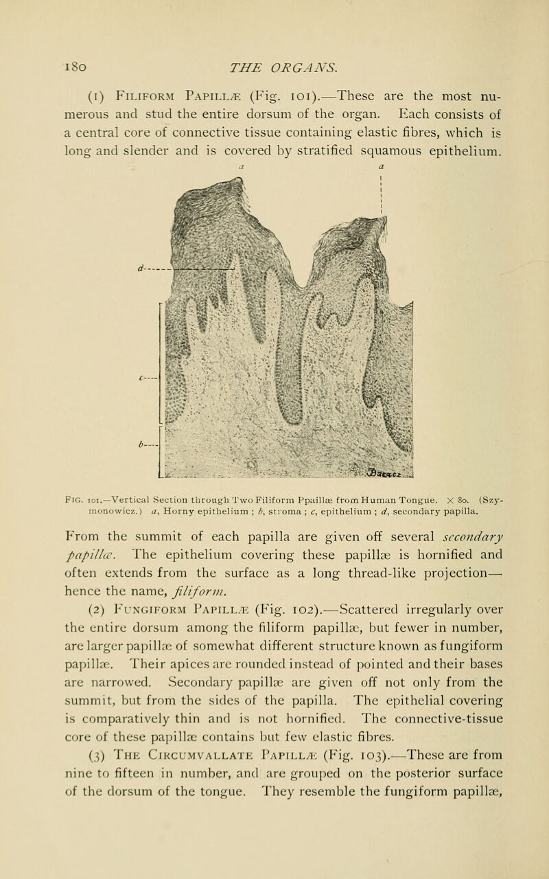 (i) Filiform Papillae (Fig. 101).—These are the most nu- merous and stud the entire dorsum of the organ. Each consists of a central core of connective tissue containing elastic fibres, which is long and slender and is covered by stratified squamous epithelium. b— : ■ v,; a Lie ■3)att FIG. ioi.—Vertical Section through Two Filiform Ppaillse from Human Tongue. X 80. (Szy- monowicz.) a, Horny epithelium ; l>, stroma ; c, epithelium ; d, secondary papilla. From the summit of each papilla are given off several secondary papilhe. The epithelium covering these papilla? is hornified and often extends from the surface as a long thread-like projection— hence the name, filiform. (2) Fungiform Papilltk (Fig. 102).-—Scattered irregularly over the entire dorsum among the filiform papillae, but fewer in number, are larger papillae of somewhat different structure known as fungiform papilla:-. Their apices are rounded instead of pointed and their bases are narrowed. Secondary papillae are given off not only from the summit, but from the sides of the papilla. The epithelial covering is comparatively thin and is not hornified. The connective-tissue core of these papillae contains but few elastic fibres. (3) The Cikcumvallate Papill/k (Fig. 103).—These are from nine to fifteen in number, and are grouped on the posterior surface of the dorsum of the tongue. They resemble the fungiform papillx,