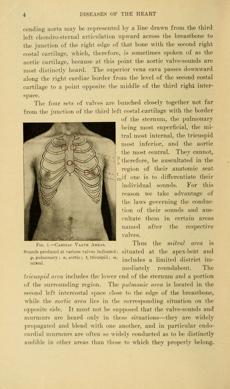 cending aorta inav be represented by a line drawn from the third left chondro-sternal articulation ni)ward across the breastbone to the junction of the right edge of that bone with the second right costal cartilage, which, therefore, is sometimes spoken of as the aortic cartilage, because at this point the aortic valve-sounds are most distinctly heard. The superior vena cava passes downward along the right cardiac border from the level of the second costal cartilage to a point opposite the middle of the third right inter- space. The four sets of valves are bunched closely together not far from the junction of the third left costal x;artilage with the border of the sternum, the pulmonary being most superficial, the mi- tral most internal, the tricuspid most inferior, and the aortic the most central. They cannot, - '^ therefore, be auscultated in the region of their anatomic seat .1 p^if one is to differentiate their individual sounds. For this reason we take advantage of the laws governing the conduc- tion of their sounds and aus- cultate them in certain areas named after the respective valves. Thus the mitral area is situated at the apex-beat and includes a limited district im- mediately roundabout. The tricuspid area includes the lower end of the sternum and a portion of the surrounding region. The pulmonic area is located in the second left intercostal space close to the edge of the breastbone, while the aortic area lies in the corresponding situation on the opposite side. It must not be supposed that the valve-sounds and murmurs are heard only in these situations—they are widely propagated iiiid blend witli one another, and in particular endo- cardial murmurs are often so widely conducted as to he distinctly audible in other areas than those to which they properly belong. Fio. 1.—Cardiac Valve Akeas. Sounds produced at various valves indicated: p, pulmonary : a, aortic; <, tricuspid; ^u, mitral.