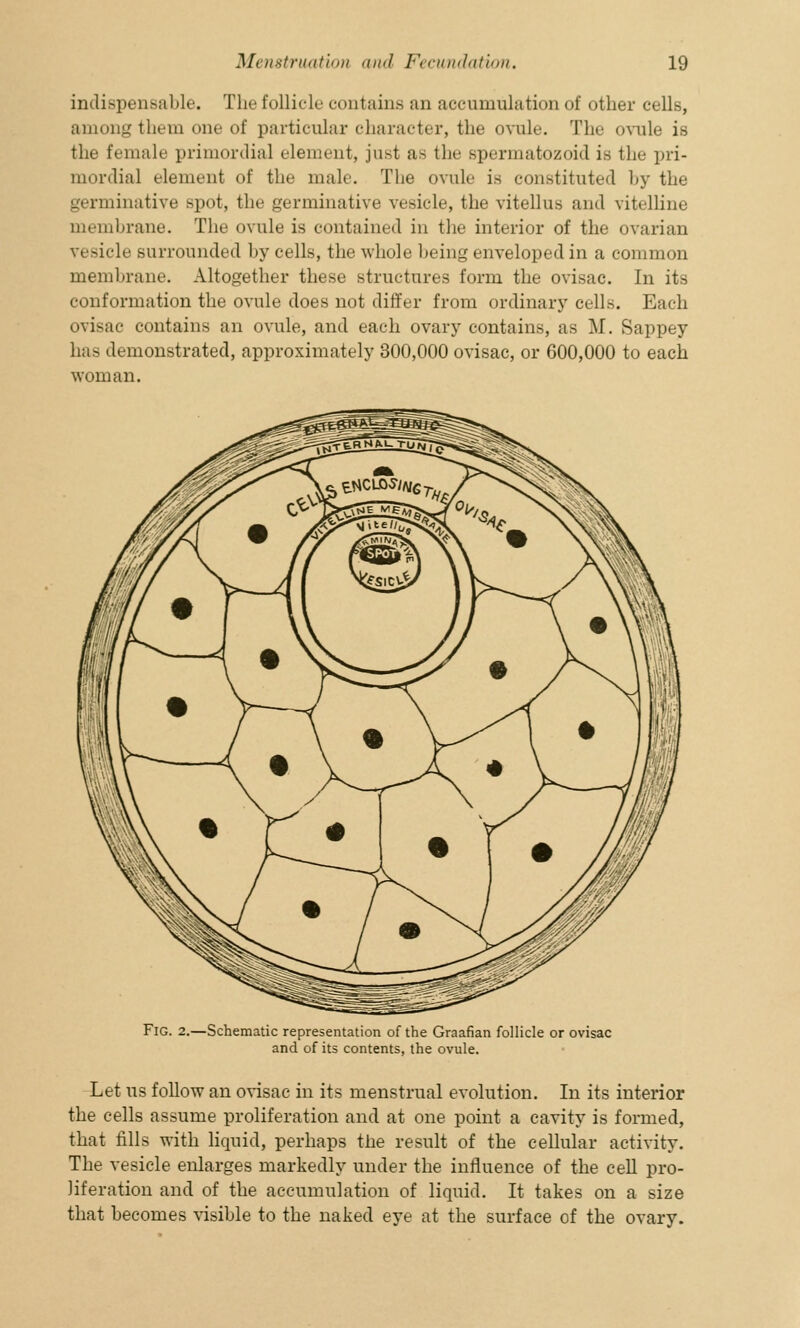 indispensable. The follicle contains an accumulation of other cells, among them one of particular character, the ovule. The ovule is the female primordial element, just as the spermatozoid is the pri- mordial element of the male. The ovule is constituted by the germinative spot, the germinative vesicle, the vitellus and vitelline membrane. The ovule is contained in the interior of the ovarian vesicle surrounded by cells, the whole being enveloped in a common membrane. Altogether these structures form the ovisac. In its conformation the ovule does not differ from ordinary cells. Each ovisac contains an ovule, and each ovary contains, as M. Sappey has demonstrated, approximately 300,000 ovisac, or 600,000 to each woman. Fig. 2.—Schematic representation of the Graafian follicle or ovisac and of its contents, the ovule. Let us follow an ovisac in its menstrual evolution. In its interior the cells assume proliferation and at one point a cavity is formed, that fills with liquid, perhaps the result of the cellular activity. The vesicle enlarges markedly under the influence of the cell pro- liferation and of the accumulation of liquid. It takes on a size that becomes visible to the naked eye at the surface of the ovary.