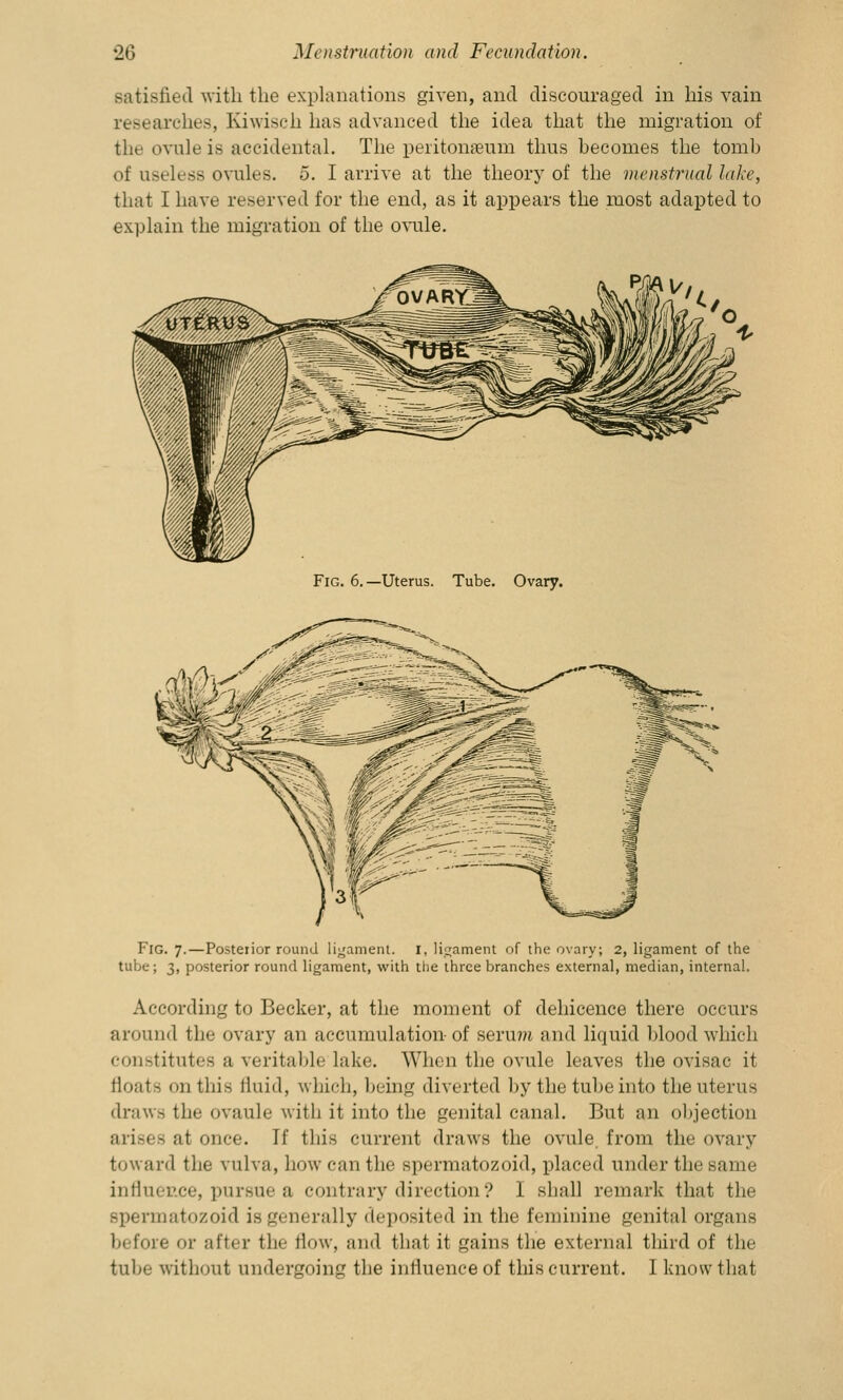 satisfied with the explanations given, and discouraged in his vain researches, Kiwisch has advanced the idea that the migration of the ovale is accidental. The peritonaeum thus becomes the tomb of useless ovules. 5. I arrive at the theory of the menstrual lake, that I have reserved for the end, as it appears the most adapted to explain the migration of the ovule. Fig. 6.—Uterus. Tube. Ovary. Fig. 7.—Posterior round ligament. I, ligament of the ovary; 2, ligament of the tube; 3, posterior round ligament, with the three branches external, median, internal. According to Becker, at the moment of dehicence there occurs around the ovary an accumulation-of serum and liquid blood which constitutes a veritable lake. When the ovule leaves the ovisac it floats on this fluid, which, being diverted by the tube into the uterus draws the ovaule with it into the genital canal. But an objection arises at once. If this current draws the ovule from the ovary toward the vulva, how can the spermatozoid, placed under the same influence, pursue a contrary direction? 1 shall remark that the spermatozoid is generally deposited in the feminine genital organs before or after the flow, and that it gains the external third of the tube without undergoing the influence of this current. I know that