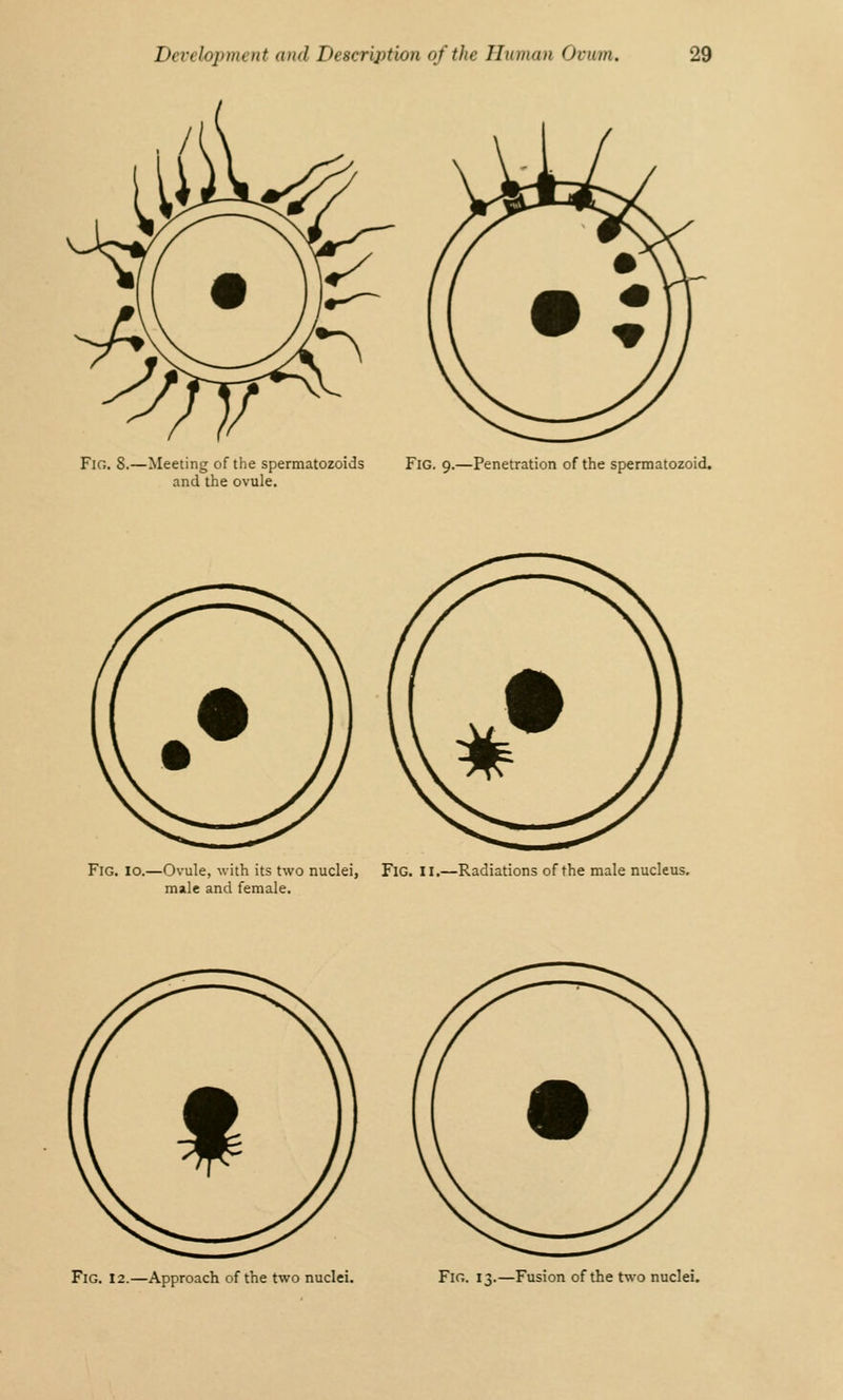 Fig. 8.—Meeting of the spermatozoids and the ovule. Fig. 9.—Penetration of the spermatozoid. Fig. 10.—Ovule, with its two nuclei, FlG. II.—Radiations of the male nucleus, male and female. Fig. 12.—Approach of the two nuclei. Fig. 13.—Fusion of the two nuclei.