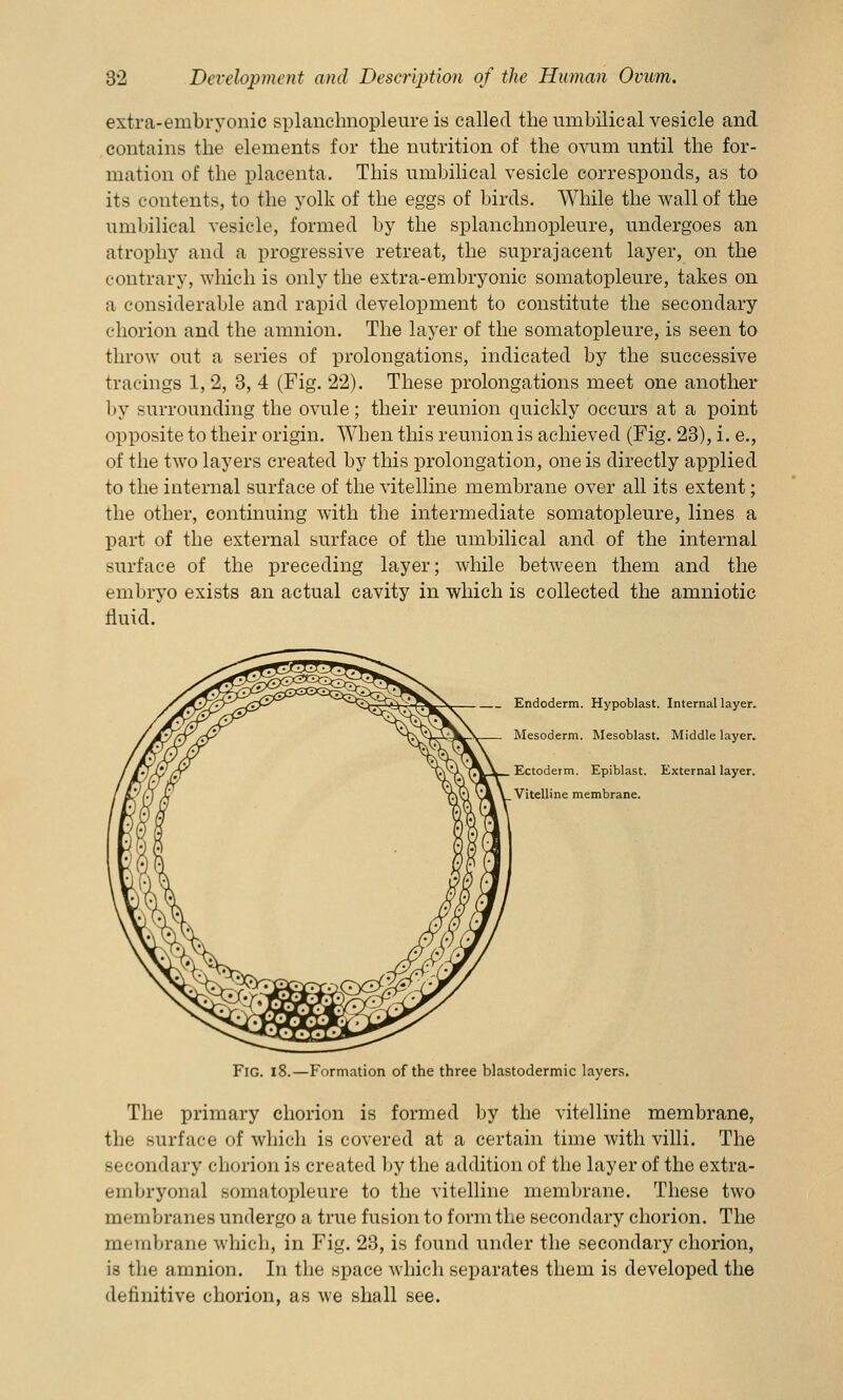 extra-embryonic splanchnopleure is called the umbilical vesicle and contains the elements for the nutrition of the ovum until the for- mation of the placenta. This umbilical vesicle corresponds, as to its contents, to the yolk of the eggs of birds. While the wall of the umbilical vesicle, formed by the splanchnopleure, undergoes an atrophy and a progressive retreat, the suprajacent layer, on the contrary, which is only the extra-embryonic somatopleure, takes on a considerable and rapid development to constitute the secondary chorion and the amnion. The layer of the somatopleure, is seen to throw out a series of prolongations, indicated by the successive tracings 1, 2, 3, 4 (Fig. 22). These prolongations meet one another by surrounding the ovule; their reunion quickly occurs at a point opposite to their origin. When this reunion is achieved (Fig. 23), i. e., of the two layers created by this prolongation, one is directly applied to the internal surface of the vitelline membrane over all its extent; the other, continuing with the intermediate somatopleure, lines a part of the external surface of the umbilical and of the internal surface of the preceding layer; while between them and the embryo exists an actual cavity in which is collected the amniotic fluid. Endoderm. Hypoblast. Internal layer. Mesoderm. Mesoblast. Middle layer. Ectoderm. Epiblast. External layer. Vitelline membrane. FlG. i8.—Formation of the three blastodermic layers. The primary chorion is formed by the vitelline membrane, the surface of which is covered at a certain time with villi. The secondary chorion is created by the addition of the layer of the extra- embryonal somatopleure to the vitelline membrane. These two membranes undergo a true fusion to form the secondary chorion. The membrane which, in Fig. 23, is found under the secondary chorion, is the amnion. In the space which separates them is developed the definitive chorion, as we shall see.