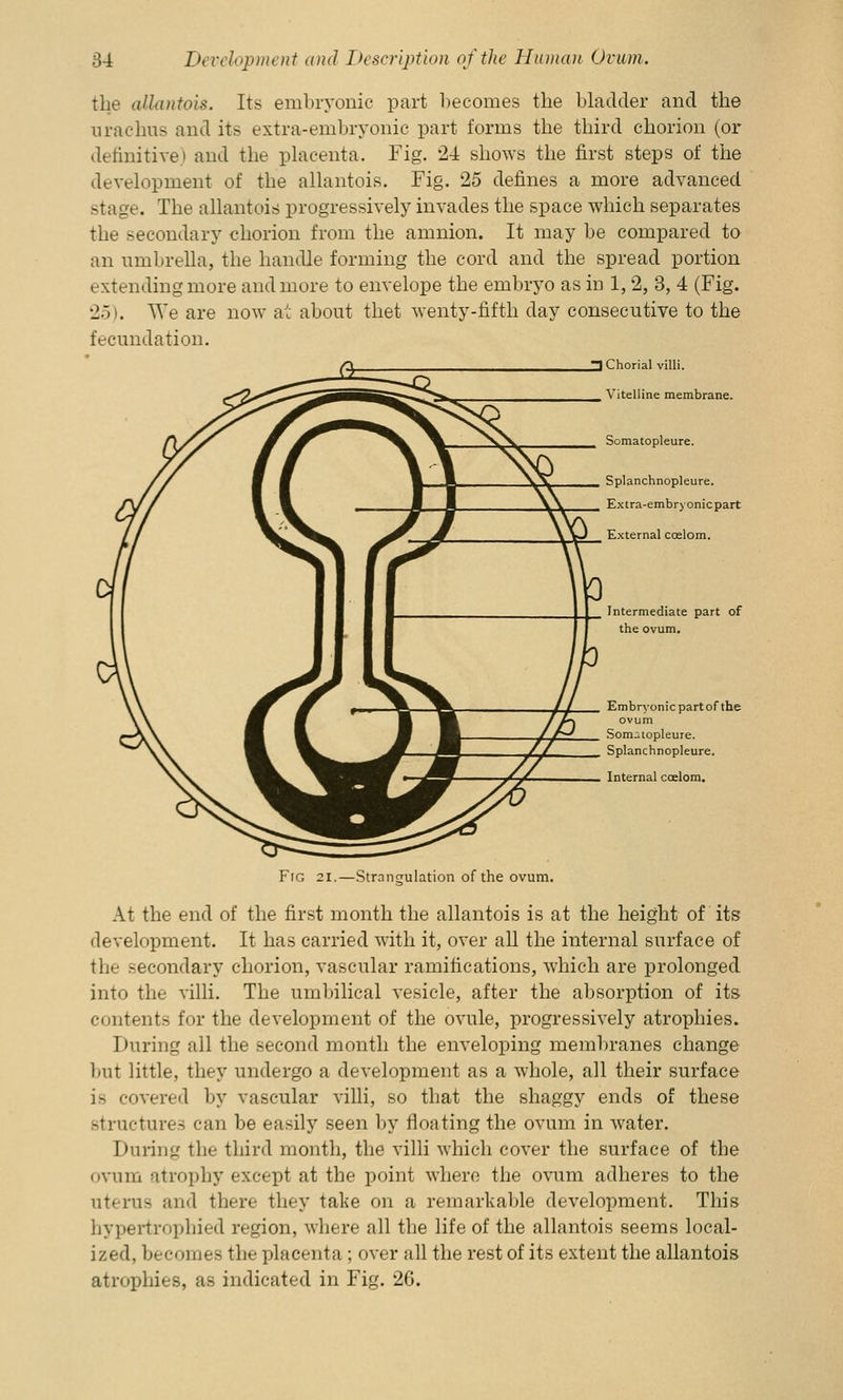 the allantois. Its embryonic part becomes the bladder and the urachus and its extra-embryonic part forms the third chorion (or definitive) and the placenta. Fig. 24 shows the first steps of the development of the allantois. Fig. 25 defines a more advanced stage. The allantois progressively invades the space which separates the secondary chorion from the amnion. It may be compared to an umbrella, the handle forming the cord and the spread portion extending more and more to envelope the embryo as in 1,2, 3, 4 (Fig. 25). We are now at about thet wenty-fifth day consecutive to the fecundation. ^Chorial villi. Vitelline membrane. Somatopleure. Splanchnopleure. Extra-embryonic part External coelom. Intermediate part of the ovum. Embryonic part of the ovum Som-topleure. Splanchnopleure. — Internal coelom. Fig 21.—Strangulation of the ovum. At the end of the first month the allantois is at the height of its development. It has carried with it, over all the internal surface of the secondary chorion, vascular ramifications, which are prolonged into the villi. The umbilical vesicle, after the absorption of its contents for the development of the ovule, progressively atrophies. I luring all the second month the enveloping membranes change but little, they undergo a development as a whole, all their surface is covered by vascular villi, so that the shaggy ends of these structures can be easily seen by floating the ovum in water. During the third month, the villi which cover the surface of the ovum atrophy except at the point where the ovum adheres to the uterus and there they take on a remarkable development. This hypertrophied region, where all the life of the allantois seems local- ized, becomes the placenta ; over all the rest of its extent the allantois atrophies, as indicated in Fig. 26.