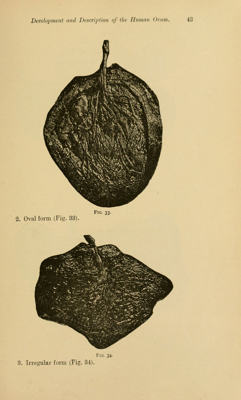 2. Oval form (Fig. 33). Fig. 33. Fig. 34.