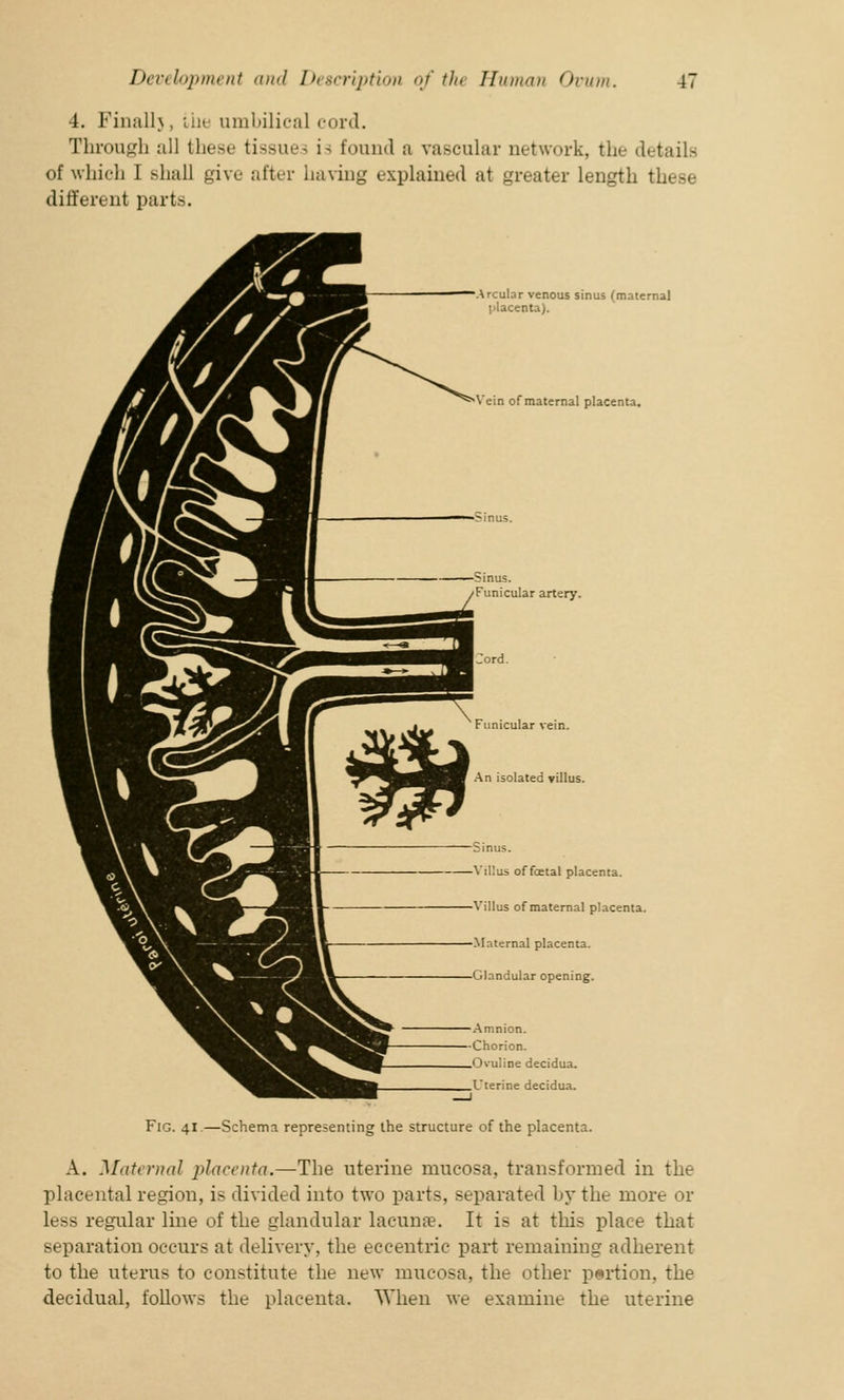 4. Finallj, ibe umbilical cord. Through all these tissue, i> found a vascular network, tin- details of which I shall give alter having explained at greater length these different part-. \rcular venous sinus (maternal placenta). Vein of maternal placenta. bmus. Funicular artery. Funicular vein. An isolated villus. Sinus. Villus of foetal placenta. Villus of maternal placenta. Maternal placenta. Glandular opening. Amnion. —Chorion. Ovuline decidua. Uterine decidua. Fig. 41.—Schema representing the structure of the placenta. A. Maternal placenta.—The uterine mucosa, transformed in the placental region, is divided into two parts, separated by the more or less regular line of the glandular lacuna?. It is at this place that separation occurs at delivery, the eccentric part remaining adherent to the uterus to constitute the new mucosa, the other portion, the decidual, follows the placenta. When we examine the uterine