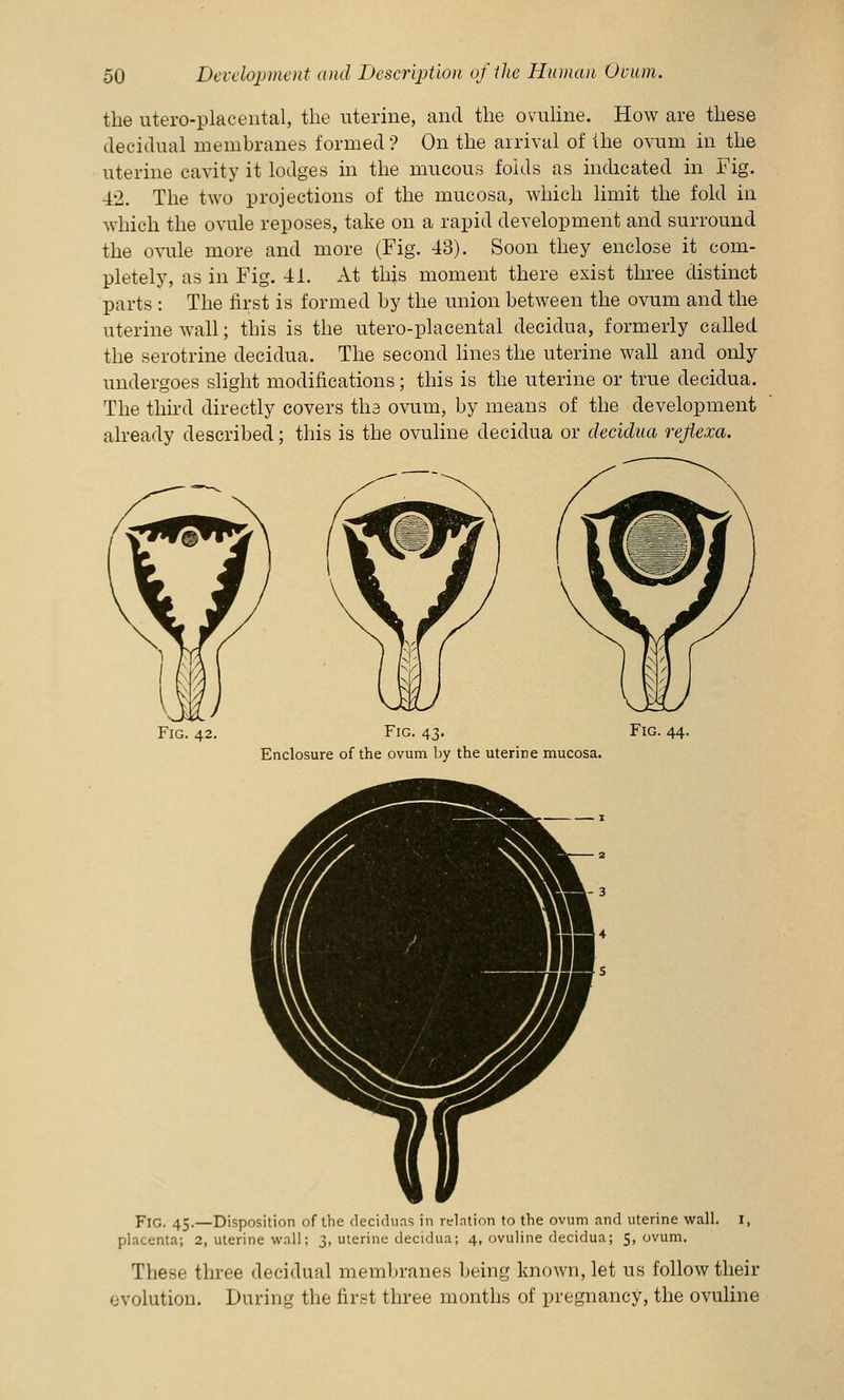 the uteroplacental, the uterine, and the ovuline. How are these decidual membranes formed ? On the arrival of the ovum in the uterine cavity it lodges in the mucous folds as indicated in Fig. 42. The two projections of the mucosa, which limit the fold in which the ovule reposes, take on a rapid development and surround the ovule more and more (Fig. 43). Soon they enclose it com- pletely, as in Fig. 41. At this moment there exist three distinct parts : The first is formed by the union between the ovum and the uterine wall; this is the utero-placental decidua, formerly called the serotrine decidua. The second lines the uterine wall and only undergoes slight modifications; this is the uterine or true decidua. The third directly covers ths ovum, by means of the development already described; this is the ovuline decidua or decidua rejiexa. Fig. 42. Fig. 43. Fig. 44. Enclosure of the ovum by the uterine mucosa. Fig. 45.—Disposition of the deciduas in relation to the ovum and uterine wall. I, fjlacenta; 2, uterine wall; 3, uterine decidua; 4, ovuline decidua; 5, ovum. These three decidual membranes being known, let us follow their evolution. During the first three months of pregnancy, the ovuline