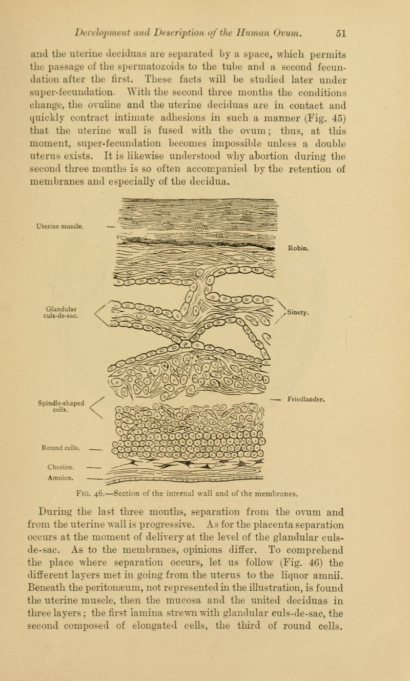 and the uterine deciduas are separated by a Bpace, which permits the passage of the spermatozoids to the tube and a second fecun- dation after the first. These tacts will be Btudied later under super-fecundation. With the second three months the conditions change, the ovuline and the uterine deciduas are in contact and quickly contract intimate adhesions in such a manner (Fig. 45) that the uterine wall is fused with the ovum; thus, at this moment, super-fecundation becomes impossible unless a double uterus exists. It is likewise understood why abortion during the second three month- is so often accompanied by the retention of membranes and especially of the decidua. Uterine muscle. — Glandular culs-de-sac. Spindle-shaped cells. Round cells. Chorion. Amnion. Robin. , Sinety. Friedlander. Fig. 46.—Section of the internal wall and of the membranes. During the last three months, separation from the ovum and from the uterine wall is progressive. As for the placenta separation occurs at the moment of delivery at the level of the glandular culs- de-sac. As to the membranes, opinions differ. To comprehend the place where separation occurs, let us follow (Fig. 46) the different layers met in going from the uterus to the liquor amnii. Beneath the peritonseum, not represented in the illustration, is found the uterine muscle, then the mucosa and the united deciduas in three layers : the first lamina strewn with glandular culs-de-sac, the second composed of elongated cells, the third of round cells.