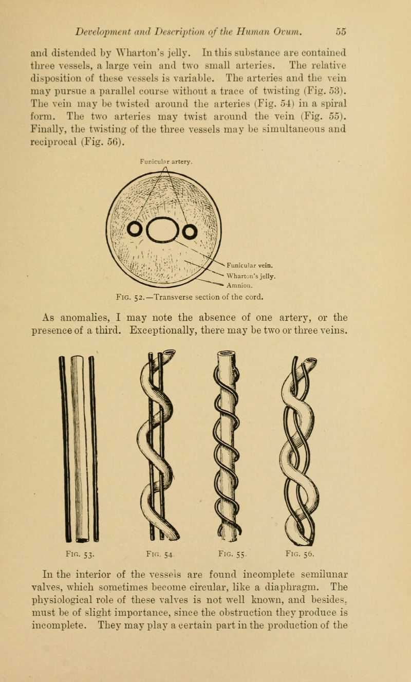 and distended by Wharton's jelly. En this substance are contained three vessels, a large vein and two small arteries. The relative disposition of these vessels is variable. The arteries and the \< in may pursue a parallel course without a trace of twi-tiii'_r (Fig. 58). The vein may be twisted around the arteries (Fig. 54) in a spiral form. The two arteries may twist around the vein (Fig. 55). Finally, the twisting of the three vessels may be simultaneous ami reciprocal (Fig. 56). Furicubr artery. Funicular vein. Wharton's jelly. Amnion. Fig. 52.—Transverse section of the cord. As anomalies, I may note the absence of one artery, or the presence of a third. Exceptionally, there may be two or three veins. Fir,. 53. Fig. 54 Fig. 5: Fig. 56. In the interior of the vesseis are found incomplete semilunar valves, which sometimes become circular, like a diaphragm. The physiological role of these valves is not well known, and beside, must be of slight importance, since the obstruction they produce is incomplete. They may play a certain part in the production of the