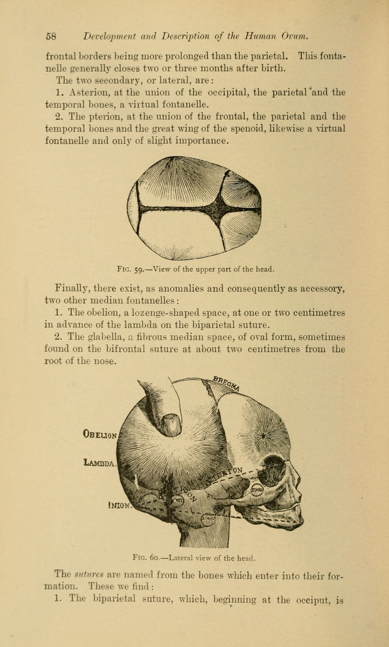 frontal borders being more prolonged than the parietal. This fonta- nelle generally closes two or three months after birth. The two secondary, or lateral, are: 1. Asterion, at the union of the occipital, the parietal'and the temporal bones, a virtual fontanelle. 2. The pterion, at the union of the frontal, the parietal and the temporal bones and the great wing of the spenoid, likewise a virtual fontaneDe and only of slight importance. Fig. 59.—View of the upper part of the head. Finally, there exist, as anomalies and consequently as accessory, two other median fontanelles: 1. The obelion, a lozenge-shaped space, at one or two centimetres in advance of the lambda on the biparietal suture. 2. The glabella, a fibrous median space, of oval form, sometimes found on the bifrontal suture at about two centimetres from the root of the nose. Fig. 60.—Lateral view of the head. The sutures are named from the bones which enter into their for- mation. These we find : 1. The biparietal suture, which, beginning at the occiput, is