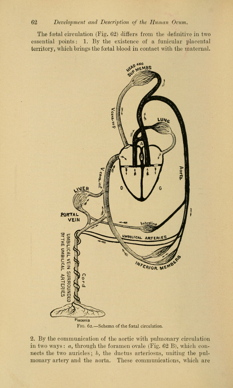 The foetal circulation (Fig. 62) differs from the definitive in two essential points: 1. By the existence of a funicular placental territory, which brings the fcetal blood in contact with the maternal. Placenla Fig. 62.—Sehema of the foetal circulation. 2. By the communication of the aortic with pulmonary circulation in two ways : a, through the foramen ovale (Fig. 62 B), which con- nects the two auricles; b, the ductus arteriosus, uniting the pul- monary artery and the aorta. These communications, which are