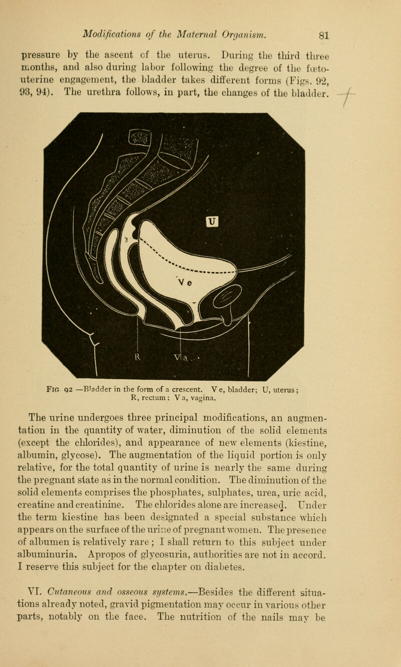 pressure by the ascent of the uterus. During the third three months, and also during labor following the degree of the fceto- uterine engagement, the bladder takes different forms (Figs. 92, 93, 94). The urethra follows, in part, the changes of the bladder. Fig Q2—B'ndder in the form of a crescent. Ve, bladder; U, uterus ; R, rectum : V a, vagina. The urine undergoes three principal modifications, an augmen- tation in the quantity of water, diminution of the solid elements (except the chlorides), and appearance of new elements (kiestine, albumin, glycose). The augmentation of the liquid portion is only relative, for the total quantity of urine is nearly the same during the pregnant state as in the normal condition. The diminution of the solid elements comprises the phosphates, sulphates, urea, uric acid, creatine and creatinine. The chlorides alone are increased. Under m the term kiestine has been designated a special substance which appears on the surface of the urine of pregnant women. The presence of albumen is relatively rare ; I shall return to this subject under albuminuria. Apropos of glycosuria, authorities are not in accord. I reserve this subject for the chapter on diabetes. VT. Cutaneous and osseous systems.—Besides the different situa- tions already noted, gravid pigmentation may occur in various other parts, notably on the face. The nutrition of the nails may be