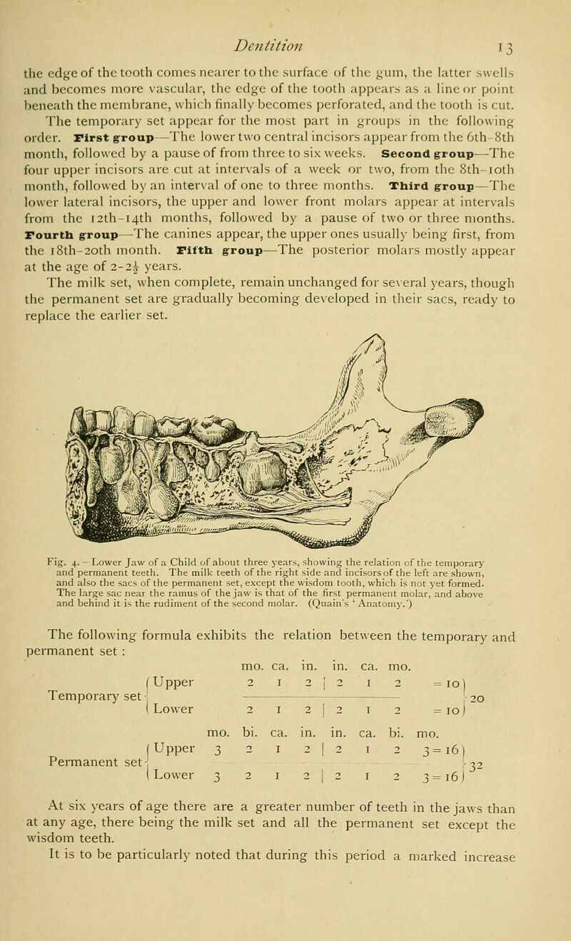 Dentition the edge of the tooth comes nearer to the surface of the gum, the latter swells and becomes more vascular, the edge of the tooth appears as a line or point l)eneath the membrane, which finally becomes perforated, and the tooth is cut. The temporary set appear for the most part in groups in the following order. First group—The lower two central incisors appear from the 6th 8th month, followed by a pause of from three to six weeks. Second group—The four upper incisors are cut at intervals of a week or two, from the 8th-ioth month, followed by an interval of one to three months. Tbird group—The lower lateral incisors, the upper and lower front molars appear at intervals from the r2th-i4th months, followed by a pause of two or three months. Fourtb group—The canines appear, the upper ones usually being first, from the i8th-20th month. Fifth group—The posterior molars mostly appear at the age of 2-2\ years. The milk set, when complete, remain unchanged for several years, though the permanent set are gradually becoming developed in their sacs, ready to replace the earlier set. Fig. 4. - Lower Jaw of a Child of about three years, showing the relation of the temporary and permanent teeth. The milk teeth of the right side and incisors of the left are .shown, and also the sacs of the permanent set, except the wisdom tooth, which is not yet formed. The large sac near the ramus of the jaw is that of the first permanent molar, and above and behind it is the rudiment of the second molar. (Quain's ' Anatomy.') The following formula exhibits the relation between the temporary and permanent set : mo. ca. in. in. ca. mo. (Upper 2 I 2 j 2 I 2 =10) Temporary set-' -20 ( Lower 2 i 2 I 2 i 2 =10) Permanent set mo. bi. ca. in. in. ca. bi. mo. Upper 3 2 I 2 I 2 I 2 3=16; Lower 3= 16, At six years of age there are a greater number of teeth in the jaws than at any age, there being the milk set and all the permanent set except the wisdom teeth. It is to be particularly noted that during this period a marked increase