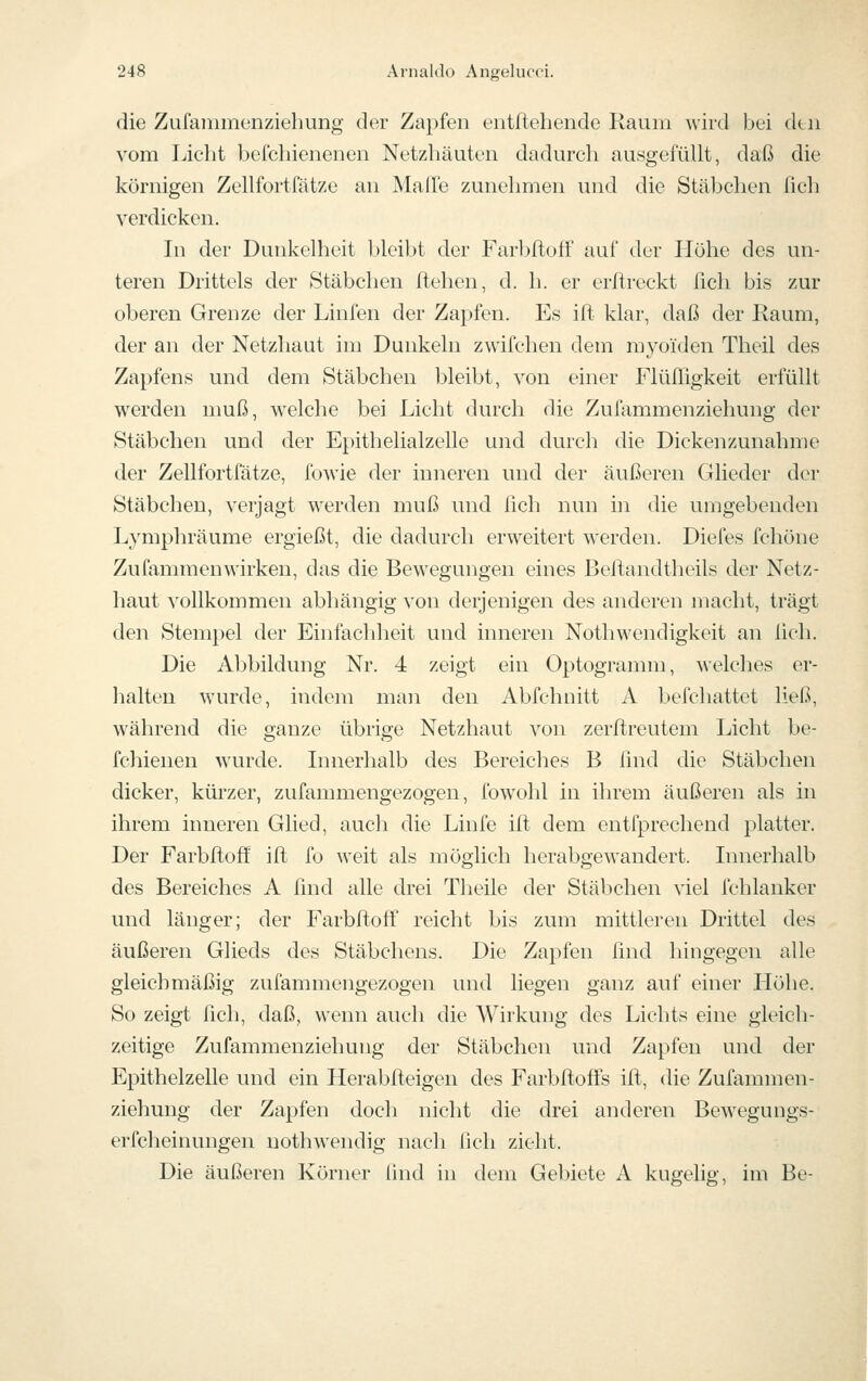 die Zufanimenziehung der Zapfen entftehende Raum wird bei den vom Licht befchienenen Netzhäuten dadurch ausgefüllt, daß die körnigen Zellfortfätze an Malfe zunehmen und die Stäbchen fich verdicken. In der Dunkelheit bleibt der Farbftoff auf der Höhe des un- teren Drittels der Stäbchen liehen, d. h. er erftreckt ßcli bis zur oberen Grenze der Linfen der Zapfen. Es ift klar, daß der Raum, der an der Netzhaut im Dunkeln zwifchen dem myoiden Theil des Zapfens und dem Stäbchen bleibt, von einer FlüITigkeit erfüllt werden muß, welche bei Licht durch die Zufammenziehung der Stäbchen und der Epithelialzelle und durch die Dickenzunahme der Zellfortfätze, fowie der inneren und der äußeren Glieder der Stäbchen, verjagt werden muß und fich nun hi die umgebenden Lymphräume ergießt, die dadurch erweitert werden. Diefes fchöne Zufammenwirken, das die Bewegungen eines Belfnndtheils der Netz- haut ^'ollkommen abhängig von derjenigen des anderen macht, trägt den Stempel der Einfachheit und inneren Nothwendigkeit an lieh. Die Abbildung Nr. 4 zeigt ein Optogramm, Avelches er- halten wurde, indem man den Abfchnitt A befchattet ließ, während die ganze übrige Netzhaut von zerftreutem Licht be- fchienen wurde. Innerhalb des Bereiches B fmd die Stäbchen dicker, kürzer, zufammengezogen, fowohl in ihrem äußeren als in ihrem inneren Glied, auch die Linfe ift dem entfprechend platter. Der Farbftoff ift fo weit als möglich herabgewandert. Innerhalb des Bereiches A ßnd alle drei Theile der Stäbchen viel fchlanker und länger; der Farbftoff reicht bis zum mittleren Drittel des äußeren Glieds des Stäbchens. Die Zapfen und hingegen alle gleichmäßig zufammengezogen und liegen ganz auf einer Höhe. So zeigt fich, daß, wenn auch die Wirkung des Lichts eine gleich- zeitige Zufammenziehung der Stäbchen und Zapfen und der Epithelzelle und ein Herabfteigen des Farbftoffs ift, die Zufammen- ziehung der Zapfen doch nicht die drei anderen Bewegungs- erfcheinungen nothwendig nacli Och zieht. Die äußeren Körner ßnd in dem Gebiete A kugelig, im Be-