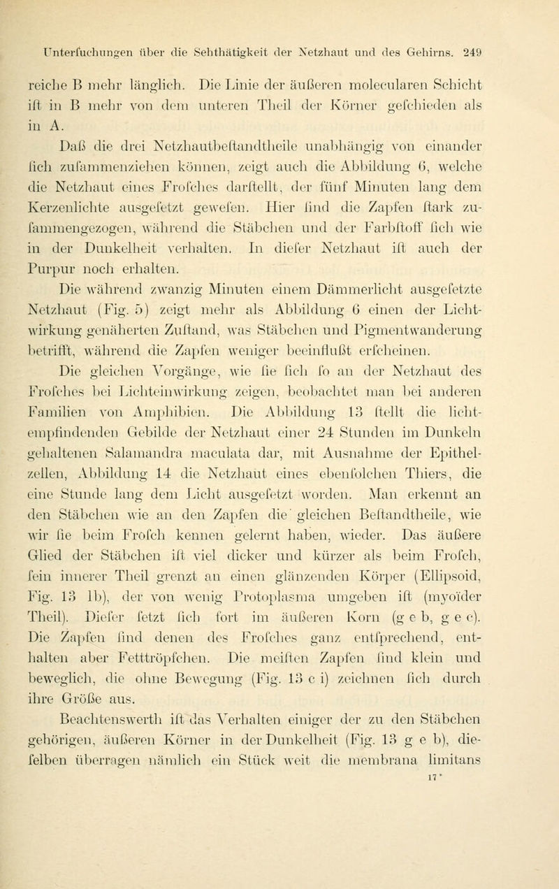 reiche B mehr länglieh. Die Linie der äußeren molecularen Schicht ift in B mehr von dem unteren Theil der Körner gefehieden als in A. Daß die drei Netzhautbeftandtheile unal)hängig von einander fich zufammenziehen können, zeigt auch die Abbildung 6, welche die Netzhaut eines Frofches darftellt, der fünf Mhiuten lang dem Kerzenlichte ausgefetzt gewefen. Hier lind die Zapfen ftark zu- fammengezogen, während die Stäbchen und der Farbfloff fich wie in der Dunkelheit verhalten. In diefer Netzhaut ift auch der Purpur noch erhalten. Die während zwanzig Minuten einem Dämmerlicht ausgefetzte Netzhaut (Fig. 5) zeigt mehr als Abbildung 6 einen der Licht- wirkung genäherten Zuftand, was Stäbchen und Pigmentvvanderung betrifft, während die Zapfen weniger beeinflußt erfcheinen. Die gleichen Vorgänge, wie fie ficli fo an der Netzhaut des Frofches bei Lichteinwirkung zeigen, beobachtet man bei anderen Familien von Amphibien. Die Abbildung 13 Ifellt die licht- empfindenden Gebilde der Netzhaut einer 24: Stunden im Dunkeln gehaltenen Salamandra maculata dar, mit Ausnahme der Epithel- zeilen, Abbildung 14 die Netzhaut eines ebenfolclien Thiers, die eine Stunde lang dem Licht ausgefetzt worden. Man erkennt an den Stäbchen wie an den Zapfen die' gleichen Beftandtheile, wie wir fie beim Frofch kennen gelernt haben, wieder. Das äußere Glied der Stäbchen ift viel dicker und kürzer als beim Frofch, fein innerer Theil grenzt an einen glänzenden Körper (Ellipsoid, Fig. lo Uj), der von wenig Protoplasma umgeben ift (myoider Theil). Diefer fetzt lieh fort im äußeren Korn (g e b, g e c). Die Zapfen find denen des Frofches ganz entfprechend, ent- halten aber Fetttröpfchen. Die melften Zapfen find klein und beweglich, die ohne Bewegung (Fig. 13 c i) zeichnen fich durch ihre Größe aus. Beachtenswerth ift das Verhalten einiger der zu den Stäbchen gehörigen, äußeren Körner in der Dunkelheit (Fig. 13 g e b), die- felben überragen nämlich ein Stück weit die membrana limitans 17*