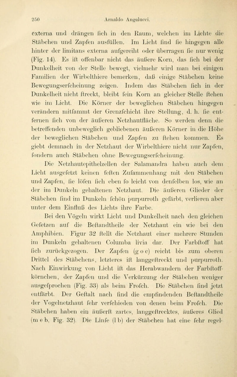 externa und drängen lieh in den Raum, welchen im Lichte die Stähchen und Zapfen ausfüllen. Im Licht find fie hmgegen alle hinter der limitans externa aufgereiht oder überragen fie nur wenig (Fig. 14). Es ift offenbar nicht das äußere Korn, das fich bei der Dunkelheit von der Stelle bewc^gt, vielmehr wird man bei einigen Familien der Wirbelthiere bemerken, daß einige Stäbchen keine Bewegungserfcheinung zeigen. Indem das Stäbchen fich in der Dunkelheit nicht ftreckt, bleibt fein Korn an gleicher Stelle ftehen wie im Licht. Die Körner der beweglichen Stäbchen hingegen verändern mitfammt der Grenzfchicht ihre Stellung, d. h. fie ent- fernen fich von der äußeren Netzhautfläche. So werden denn die betreffenden unbeweglich gebliebenen äußeren Körner in die Höhe der beweglichen Stäbchen und Zapfen zu flehen kommen. Es giebt demnach in der Netzhaut der Wirbelthiere nicht nur Zapfen, fondern auch Stäbchen ohne Bewegungserfcheinung. Die Netzhautepithelzellen der Salamandra haben auch dem Licht ausgefetzt keinen feften Zufammenhang mit den Stäbchen und Zapfen, fie löfen fich eben fo leicht von denfelben los, wie an der im Dunkeln gehaltenen Netzhaut. Die äußeren Glieder der Stäbchen find im Dunkeln fchön purpurroth gefärbt, verlieren aber unter dem Einfluß des Jjichts ihre Farbe. Bei den Vögeln wirkt Licht und Dunkelheit nach den gleichen Gefetzen auf die Befiandtheile der Netzhaut ein wie bei den Amphibien. Figur 32 ftellt die Netzhaut einer mehrere Stunden im Dunkeln gehaltenen Columba livia dar. Der Farbftoff hat fich zurückgezogen. Der Zapfen (g o c) reicht bis zum oberen Drittel des Stäbchens, letzteres ifl langgeftreckt und purpurroth. Nach Einwirkung von Licht ift das Herabwandern der Farbfioff- körnchen, der Zapfen und die Verkürzung der Stäbchen weniger ausgefprochen (Fig. 33) als beim Frofch. Die Stäbchen find jetzt entfärbt. Der Geftalt nach find die empfindenden Beftandtheile der Vogelnetzhaut lehr verfchieden von denen beim Frofch. Die Stäbchen haben ein äußerft zartes, langgeflrecktes, äußeres Glied (meb, Fig. 32). Die Linfe (Ib) der Stäbchen hat eine fehr regel-