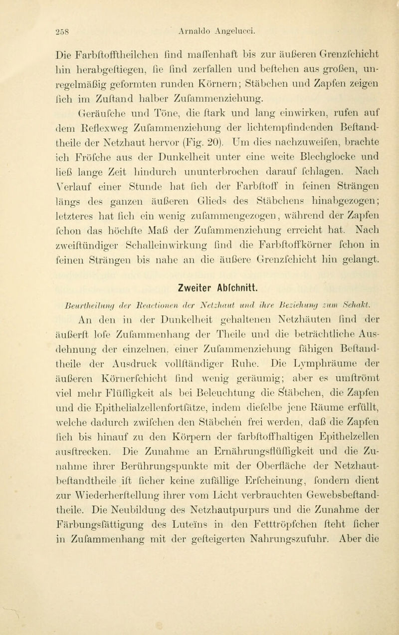 Die Farbftofftlieilchen lind maileiihaft bis zur äußeren Grenzlchicht hin herabgeftiegen, fie und zerfallen und beftelien aus großen, un- regelmäßig geformten runden Körnern; Stäbchen und Zapfen zeigen lieh im Zufland halber Zufammenziehung. (Teräufehe und Töne, die ftark und lang einwirken, rufen auf dem Reflexweg Zufammenziehung der lichtempfindenden Beftand- theile der Netzhaut hervor (Fig. 20). Um dies nachzuweifen, brachte ich Fröfche aus der Dunkelheit unter eine weite Blechglocke und ließ lange Zeit hindurch ununter])rochen darauf fchlagen. Nach X'^erlauf einer Stunde hat fleh der Farbltoff in feinen Strängen längs des ganzen äußeren GHeds des Stäbchens hinabgezogen; letzteres hat fleh ein wenig zufammengezogen, während der Zapfen Ichon das höchfle Maß der Zufammenziehung erreicht hat. Nach zweiftündiger Schalleinwirkung flnd die Farbfloffkörner fchon in feinen Strängen bis nahe an die äußere Grenzfchicht hin gelangt. Zweiter Abfchnitt. BeurtheiJmuf der Eeadionen der Netzhaut und ihre Beziehung zum Sehakt. An den in der Dunkelheit gehaltenen Netzhäuten flnd der äußerft lofe Zufammenhang der Theile und die beträchtliche Aus- dehnung der einzelnen, einer Zufammenziehung fähigen Beftand- theile der Ausdruck vollfländiger Ruhe. Die Lymphräume der äußeren Körnerfchicht find wenig geräumig; aber es umfl^römt viel mehr Flüfligkeit als bei Beleuchtung die Stäbchen, die Zapfen und die Epithelialzellenfortfätze, indem diefell^e jene Räume erfüllt, welche dadurch zwifchen den Stäbchen frei werden, daß die Zapfen fich bis hinauf zu den Körpern der farbftoffhaltigen Epithelzellen ausftrecken. Die Zunahme an Ernährungsflüfllgkeit und die Zu- nahme ihrer Berührungspunkte mit der Oberfläche der Netzhaut- befkandtheile ift ficher keine zufällige Erfcheinung, fondern dient zur Wiederherftellung ihrer vom Licht verbrauchten Gewebsbeftand- theile. Die Neubildung des Netzhautpuipurs und die Zunahme der Färbungsfättigung des Luteins in den Fetttröpfchen fteht ficher in Zufammenhang mit der gelleigerten Nahrungszufuhr. Aber die