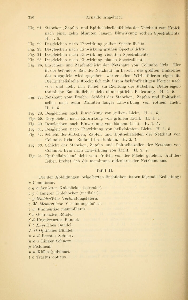 35f5 Arnaldo Anf,'elucd. Flg. 21. iSUl))clien-, Zu])feu- und Epitlielialzullenfdiiclit der Netscliuut vorn PVofcli nacli einor zehn Minuten langen Einwirkung roüien .Spectrallichts. H. 4. 5. Fig. 22. Desgleichen nach Einwirkung gelben Si)ectral]ichts. Fig. 23. Desgleichen nach Einwirkung grünen S])ectrallichts. Fig. 24. Desgleichen nach Einwirkung violetten Spectraliichts. Fig. 25. Desgleichen nach I'.inwirkung blauen Spectraliichts. Fig. 2C). Stäbchen- und Zapfenfchicht der Netzhaut von Columba livia. Hier ilt der befondere Bau der Netzhaut im Beieich des größten Unikreifes des Augapfels wiedergegeben, wie er allen Wirbelthieren eigen ift. DieEpithelialzelle Ilreckt üch mit ihrem farbftofFhaltigen Körper nacli vorn und Itellt fich fchief zur Kichtung der Stäbchen. Diefer eigen- thümliche Bau ift ficher nicht ohne optifche Bedeutung. H. 2. S). Fig. 27. Netzhaut vom Frofcli. Schicht der Stäbchen, Zapfen imd Epithelial- zellen nach zehn Minuten langer Einwirkung von rothem Licht. H. 1. 5. Fig. 28. Desgleichen nach Einwirkung von gelbem Licht. H. 1. 5. Fig. 29. Desgleichen nach Einwirkung von grünem Licht. H. 1. 5. Fig. 30. Desgleichen nach Einwirkung von blauem Licht. H. 1. 5. Fig. 31. Desgleichen nach Einwirkung von hell violettem Licht. H. 1. 5. Fig. 32. Schicht der Stäbchen, Zapfen und Epithelialzellen der Netzhaut von Columba livia. Zuftand im Dunkeln. H. 2. 7. Fig. 33. Schicht der Stäbchen, Zapfen und Ei>ithelialzellen der Netzhaut von Columba livia nach Einwirkung von Licht. H. 2. 7. Fig. 34. Epithelialzellenfchicht vom Frofch, von der Fläche gefehen. Auf der- felben breitet lieh die membrana reticularis der Netzhaut aus. Tafel 11. Die den Abljildungen beigefetzten Buchftaben haben folgende Bedeutung: c Commissur. e g e Aeußerer Kniehöcker (lateraler). cgi Innerer Kniehöcker (medialer). c g Gudden'Mxe Verbindungsfafern. c M Meynei't'khe Verbindungsfafern. e m Eminentiae mammillares. f c Gekreuztes Bündel. f d Ungekreuztes Bündel. f l Luijs'i^cheH Bündel. F 0 Üptifches Bündel. n 0 d Rechter Sehnerv. ii 0 s Linker Sehnerv. ]) Pedunculi. 2^ u Kilfen (pulvinar). t 0 Tractus opticus.