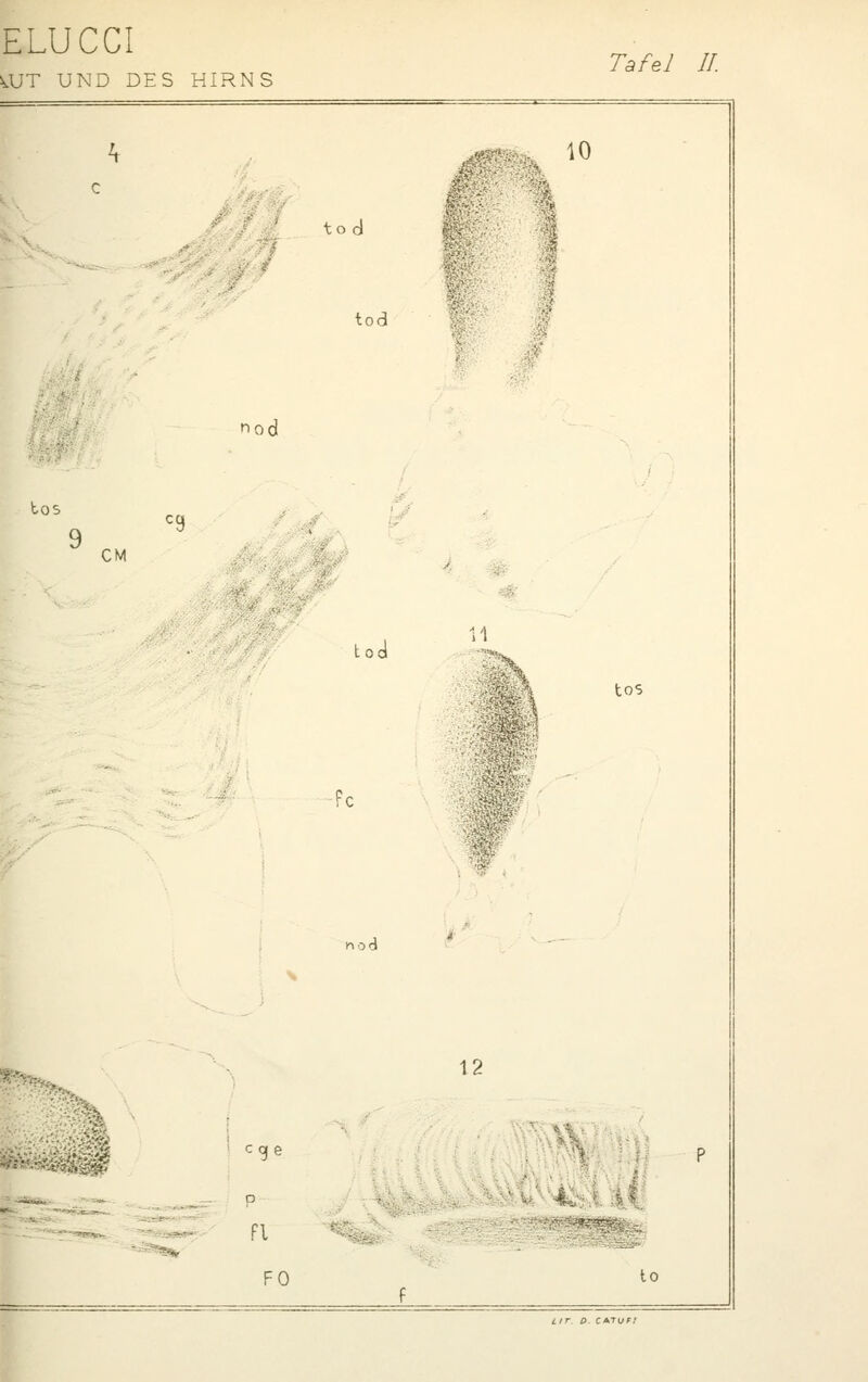 ELUCCI V.UT UND DES HIRNS Tafel 11. h ..==^^.,*«ir. {• f -'S'/ to d tod J^^,- 10 % nod tos CM ..y- ..i<^' tod 11 ,-^'. ->^f tos nod ^' P^f^ ^/Ä-j)?^^^ ' cge Fl FO 12 to l/r. P CATUFl