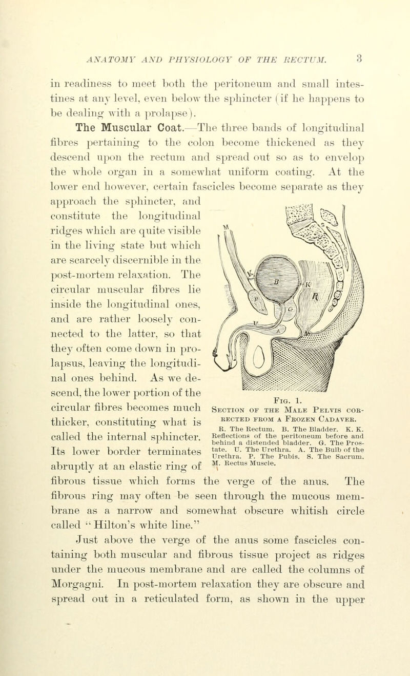 in readiness to meet both the peritoneum and small intes- tines at any level, even below the sphincter (if he happens to be dealing with a prolapse). The Muscular Coat.—The three bands of longitudinal fibres pertaining to the colon become thickened as they descend upon the rectum and sjjread out so as to envelop the whole organ in a somewhat uniform coating. At the lower end however, certain fascicles become separate as they approach the sphincter, and constitute the longitudinal ridges which are quite visible in the living state but which are scarcely discernible in the post-mortem relaxation. The circular muscular fibres lie inside the longitudinal ones, and are rather loosely con- nected to the latter, so that they often come down in pro- lapsus, leaving the longitudi- nal ones behind. As we de- scend, the lower portion of the cii'cular fibres becomes much thicker, constituting what is called the internal sphincter. Its lower border terminates abruptly at an elastic ring of fibrous tissue which forms the verge of the anus. The fibrous ring may often be seen through the mucous mem- brane as a narrow and somewhat obscure whitish circle called Hilton's white line. Just above the verge of the anus some fascicles con- taining both muscular and fibrous tissue project as ridges under the mucous membrane and are called the columns of Morgagni. In post-mortem relaxation they are obscure and spread out in a reticulated form, as shown in the upper Fig. 1. Section of the Male Pelvis cob- BECTED FEOM A FbOZEN CaDAVEE. R. The Rectum. B. The Bladder. K. K. Reflections of the peritoneum before and behind a distended bladder. G. The Pros- tate. U. The Urethra. A. The Bulb of the Urethra. P. The Pubis. S. The Sacrum.