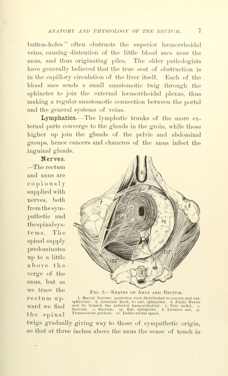 button-holes often obstructs the superior haeinorrhoidal veins, causing distention of the little blood sacs near the anus, and thus originating piles. The older pathologists have generally believed that the true seat of obstruction is in the capillory circulation of the liver itself. Each of the blood sacs sends a small anastomotic twig through the sphincter to join the external hemorrhoidal plexus, thus making a regular anastomotic connection between the portal and the general systems of veins. Lymphatics.—The lymphatic trunks of the more ex- ternal parts converge to the glands in the groin, while those higher up join the glands of the pelvic and abdominal groups, hence cancers and chancres of the anus infect the inguinal glands. Nerves. —The rectum and anus are copiously supplied with nerves, both from the sym- pathetic and the spinal sys- tems. The spinal supply predominates up to a little above the verge of the anus, but as we trace the rectum up- ward we find the spinal twigs gradually giving way to those of sympathetic origin, so that at three inches above the anus the sense of touch in Fig. 2.—Nekves or Anus and Rectum. 1. Sacral Nerves: posterior root di.^tributed to coccyx and ext. sphincter. 2. Anterior Root, to ext. sphincter. 3. Pudic Nerve and its branch the inferior hfemorrhoidal. t. Tub. ischii. s. Sacrum, c. Sacrum, sp. Ext. sphincter. /. Levator ani. p. Transversus perinei. ri. Ischio-rectal space.
