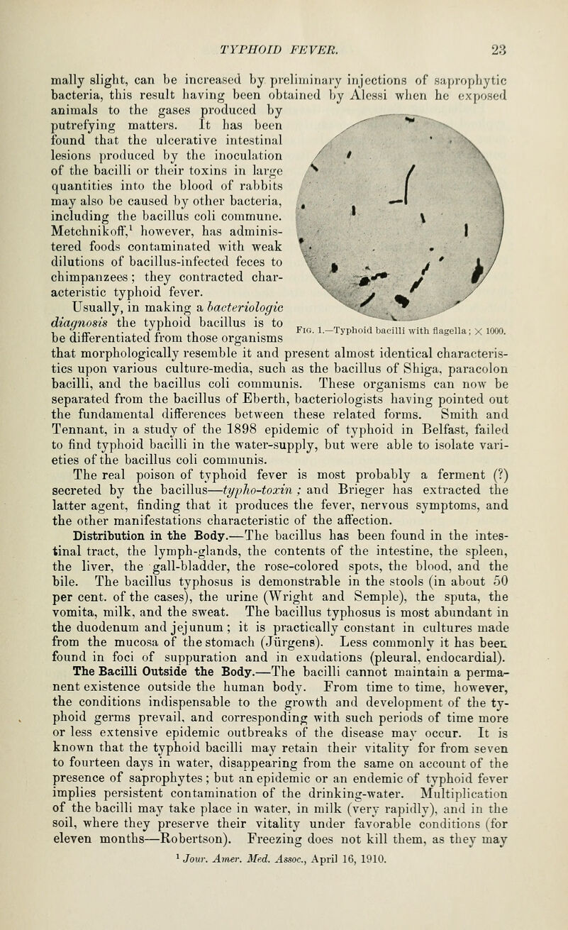 I i -- ■'V Fig. 1—Typhoid bacilli with flagella; X 1000. mally slight, can be increased by preliminary injections of saprophytic bacteria, this result having been obtained by Alessi when he exposed animals to the gases produced by _^ putrefying matters. It has been .^^^ *** ^v,^ found that the ulcerative intestinal lesions produced by the inoculation of the bacilli or their toxins in large quantities into the blood of rabbits may also be caused by other bacteria, including the bacillus coli commune. Metchnikoff,^ however, has adminis- tered foods contaminated with weak dilutions of bacillus-infected feces to chimpanzees; they contracted char- acteristic typhoid fever. Usually, in making a hacteriologic diagnosis the typhoid bacillus is to be differentiated from those organisms that morphologically resemble it and present almost identical characteris- tics upon various culture-media, such as the bacillus of Shiga, paracolon bacilli, and the bacillus coli communis. These organisms can now be separated from the bacillus of Eberth, bacteriologists having pointed out the fundamental differences between these related forms. Smith and Tennant, in a study of the 1898 epidemic of typhoid in Belfast, failed to find typhoid bacilli in the water-supply, but were able to isolate vari- eties of the bacillus coli communis. The real poison of typhoid fever is most probably a ferment (?) secreted by the bacillus—typho-toxin ; and Brieger has extracted the latter agent, finding that it produces the fever, nervous symptoms, and the other manifestations characteristic of the affection. Distribution in the Body.—The bacillus has been found in the intes- tinal tract, the lymph-glands, the contents of the intestine, the spleen, the liver, the gall-bladder, the rose-colored spots, the blood, and the bile. The bacillus typhosus is demonstrable in the stools (in about 50 per cent, of the cases), the urine (Wright and Semple), the sputa, the vomita, milk, and the sweat. The bacillus typhosus is most abundant in the duodenum and jejunum; it is practically constant in cultures made from the mucosa of the stomach (Jiirgens). Less commonly it has been found in foci of suppuration and in exudations (pleural, endocardial). The Bacilli Outside the Body.—The bacilli cannot maintain a perma- nent existence outside the human body. From time to time, however, the conditions indispensable to the growth and development of the ty- phoid germs prevail, and corresponding with such periods of time more or less extensive epidemic outbreaks of the disease may occur. It is known that the typhoid bacilli may retain their vitality for from seven to fourteen days in water, disappearing from the same on account of the presence of saprophytes ; but an epidemic or an endemic of typhoid fever implies persistent contamination of the drinking-water. Multiplication of the bacilli may take place in water, in milk (very rapidly), and in the soil, where they preserve their vitality under favorable conditions (for eleven months—Robertson). Freezing does not kill them, as they may ^ Jour. Amer. Med. Assoc, April 16, 1910.