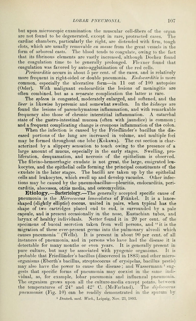 but upon.microscopic examination tlie muscular cell-fibors of the or^an are not found to be degenerated, except in rare, protracted cases. The cardiac chambers, particularly the right, are distended with firm, tough clots, which are usually removable en masse from the great vessels in the form of arboreal casts. The blood tends to coagulate, owing to the fact that its fibrinous elements are vastly increased, although Dochez found the coagulation time to be generally prolonged. Flexner found that coagulation was favored by auto-agglutination of the red cells. Pericarditis occurs in about 5 pei' cent, of the cases, and is relatively more frequent in right-sided or double pneumonia. Endocarditis is more common, especially the ulcerative form—in 11 out of 100 autopsies (Osier). With malignant endocarditis the lesions of meningitis are often combined, but as a separate complication the latter is rare. The spleen is congested, moderately enlarged, and softened, and the litter is likewise hyperemic and somewhat swollen. In the kidneys are found the lesions of parenchymatous inflammation, and with remarkable frequency also those of chronic interstitial inflammation. A catarrhal state of the gastro-intestinal mucosa (often with jaundice) is common ; and a frequent complicating change is croupous inflammation of the colon. When the infection is caused by the Friedlander's bacillus the dis- eased portions of the lung are increased in volume, and multiple foci may be formed throughout one lobe (Kokawa). The cut section is char- acterized by a slippery sensation to touch owing to the presence of a large amount of mucus, especially in the early stages. Swelling, pro- liferation, desquamation, and necrosis of the epithelium is observed. The fibrino-hemorrhagic exudate is not great, the large, emigrated leu- kocytes, and the epithelial cells forming the principal constituents of the exudate in the later stages. The bacilli are taken up by the epithelial cells and leukocytes, which swell up and develop vacuoles. Other infec- tions may be caused by the pneumobacillus—pleuritis, endocarditis, peri- carditis, abscesses, otitis media, and osteomyelitis. etiology.—Bacteriology.—The generally accepted specific cause of pneumonia is the Micrococcus lanceolatus of Frankel. It is a lance- shaped (slightly elliptic) coccus, united in pairs, when typical has the shape of two cartridges placed end to end, is surrounded by a pale capsule, and is present occasionally in the nose, Eustachian tubes, and larynx of healthy individuals. Netter found it in 20 per cent, of the specimens of buccal secretion taken from well persons, and  it is the migration of these ever-present germs into the pulmonary alveoli which causes pneumonia  (Wells). It is present in about 90 per cent, of all instances of pneumonia, and in persons who have had the disease it is detectable for many months or even years. It is generally present in pure culture, but may be associated with pyogenic organisms. It is probable that Friedlander's bacillus (discovered in 1888) and other micro- organisms (Eberth's bacillus, streptococcus of erysipelas, bacillus pestis) may also have the power to cause the disease; and Wassermann ^ sug- gests that specific forms of pneumonia may coexist in the same indi- vidual, as, for example, lobar pneumonia and influenzal pneumonia. The organism grows upon all the culture-media except potato, between the temperatures of 24° and 42° C. (McFavland). The diplococcus pneumonicB (Fig. 10) can be readily demonstrated in the sputum by ^ Deutsch. med. Woch., Leipzig, Nov. 23, 1893.