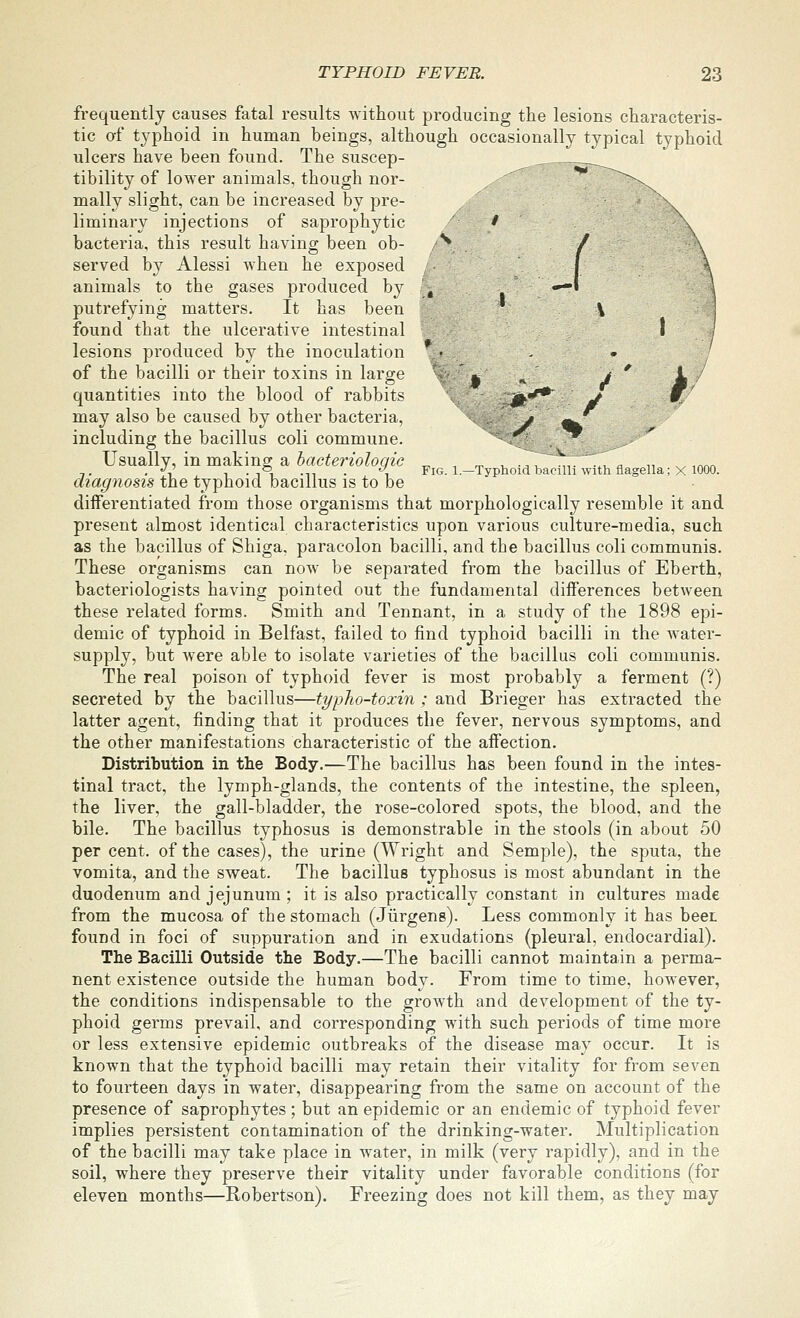 J frequently causes fatal results without producing the lesions characteris- tic of typhoid in human beings, although occasionally typical typhoid ulcers have been found. The suscep- ^ tibility of lower animals, though nor- ,.-''^ ^^--.^ mally slight, can be increased by pre- liminary injections of saprophytic f bacteria, this result having been ob- /\ served by Alessi when he exposed animals to the gases produced b}' , putrefying matters. It has been found that the ulcerative intestinal I / lesions produced by the inoculation .« - • of the bacilli or their toxins in large  * * J ^ L / quantities into the blood of rabbits Jl'*^ y ' may also be caused by other bacteria, .. j ^' including the bacillus coli commune. . Usually, in making a 5ac^mo/o(72c ^ , ^ ,, -^ ,, ^t ^ « n x. ,nnn ,. , V , . ,®, .,, . <^, Fig. 1.—Typhoid bafilli with flageHa; X 1000. diagnosis the typhoid bacillus is to be differentiated from those organisms that morphologically resemble it and present almost identical characteristics upon various culture-media, such as the bacillus of Shiga, paracolon bacilli, and the bacillus coli communis. These organisms can now be separated from the bacillus of Eberth, bacteriologists having pointed out the fundamental differences between these related forms. Smith and Tennant, in a study of the 1898 epi- demic of typhoid in Belfast, failed to find typhoid bacilli in the water- supply, but were able to isolate varieties of the bacillus coli communis. The real poison of typhoid fever is most probably a ferment (?) secreted by the bacillus—typho-toxin ; and Brieger has extracted the latter agent, finding that it produces the fever, nervous symptoms, and the other manifestations characteristic of the affection. Distribution in the Body.—The bacillus has been found in the intes- tinal tract, the lymph-glands, the contents of the intestine, the spleen, the liver, the gall-bladder, the rose-colored spots, the blood, and the bile. The bacillus typhosus is demonstrable in the stools (in about 50 percent, of the cases), the urine (Wright and Semple), the sputa, the vomita, and the sweat. The bacillus typhosus is most abundant in the duodenum and jejunum; it is also practically constant in cultures made from the mucosa of the stomach (Jiirgens). Less commonly it has beet found in foci of suppuration and in exudations (pleural, endocardial). The Bacilli Outside the Body.—The bacilli cannot maintain a perma- nent existence outside the human body. From time to time, however, the conditions indispensable to the growth and development of the ty- phoid germs prevail, and corresponding with such periods of time more or less extensive epidemic outbreaks of the disease may occur. It is known that the typhoid bacilli may retain their vitality for from seven to fourteen days in water, disappearing from the same on account of the presence of saprophytes; but an epidemic or an endemic of typhoid fever implies persistent contamination of the drinking-water. Multiplication of the bacilli may take place in water, in milk (very rapidly), and in the soil, where they preserve their vitality under favorable conditions (for eleven months—Robertson). Freezing does not kill them, as they may