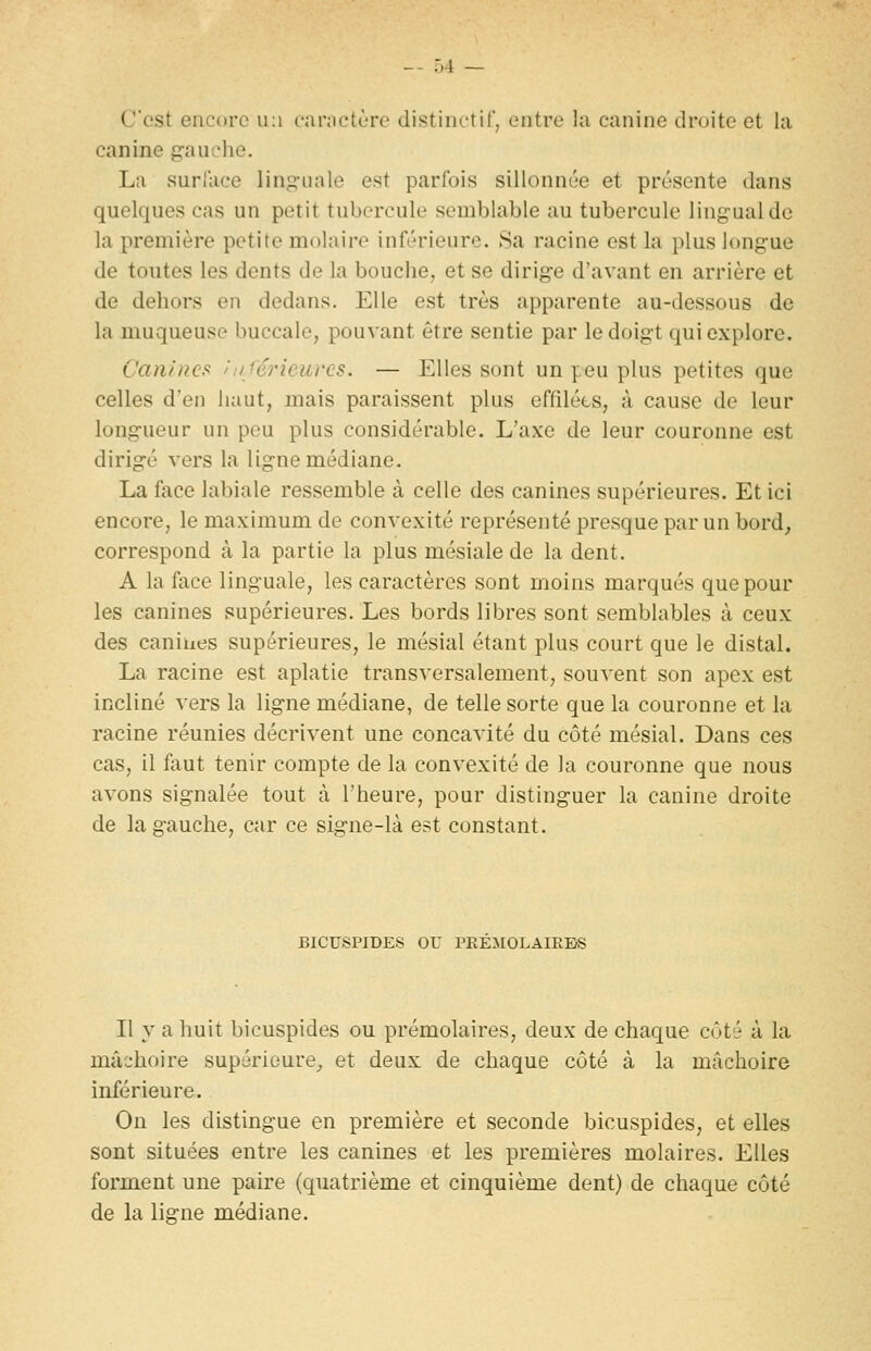 C'est encore ii:i carnctère distinctiC, entre la canine droite et la canine gauche. La surface ling-uale est parfois sillonnée et présente dans quelques cas un petit tubercule semblable au tubercule ling-ualdc la première petite molaire inférieure. Sa racine est la plus longue de toutes les dents de la bouche, et se dirige d'avant en arrière et de dehors en dedans. Elle est très apparente au-dessous de la muqueuse buccale, pouvant être sentie par le doigt qui explore. Canincf^ hiféricures. — Elles sont un peu plus petites que celles d'en haut, mais paraissent plus effiléts, à cause de leur longueur un peu plus considérable. L'axe de leur couronne est dirigé vers la ligne médiane. La face labiale ressemble à celle des canines supérieures. Et ici encore, le maximum de convexité représenté presque par un bord^ correspond à la partie la plus mésiale de la dent. A la face linguale, les caractères sont moins marqués que pour les canines supérieures. Les bords libres sont semblables à ceux des canines supérieures, le mésial étant plus court que le distal. La racine est aplatie transversalement, souvent son apex est incliné vers la ligne médiane, de telle sorte que la couronne et la racine réunies décrivent une concavité du côté mésial. Dans ces cas, il fout tenir compte de la convexité de la couronne que nous avons signalée tout à l'heure, pour distinguer la canine droite de la gauche, car ce signe-là est constant. BICUSPIDES ou PEEMOLAIEBS Il y a huit bicuspides ou prémolaires, deux de chaque côté à la mâchoire supérieure^ et deux de chaque côté à la mâchoire inférieure. On les distingue en première et seconde bicuspides, et elles sont situées entre les canines et les premières molaires. Elles forment une paire (quatrième et cinquième dent) de chaque côté de la ligne médiane.