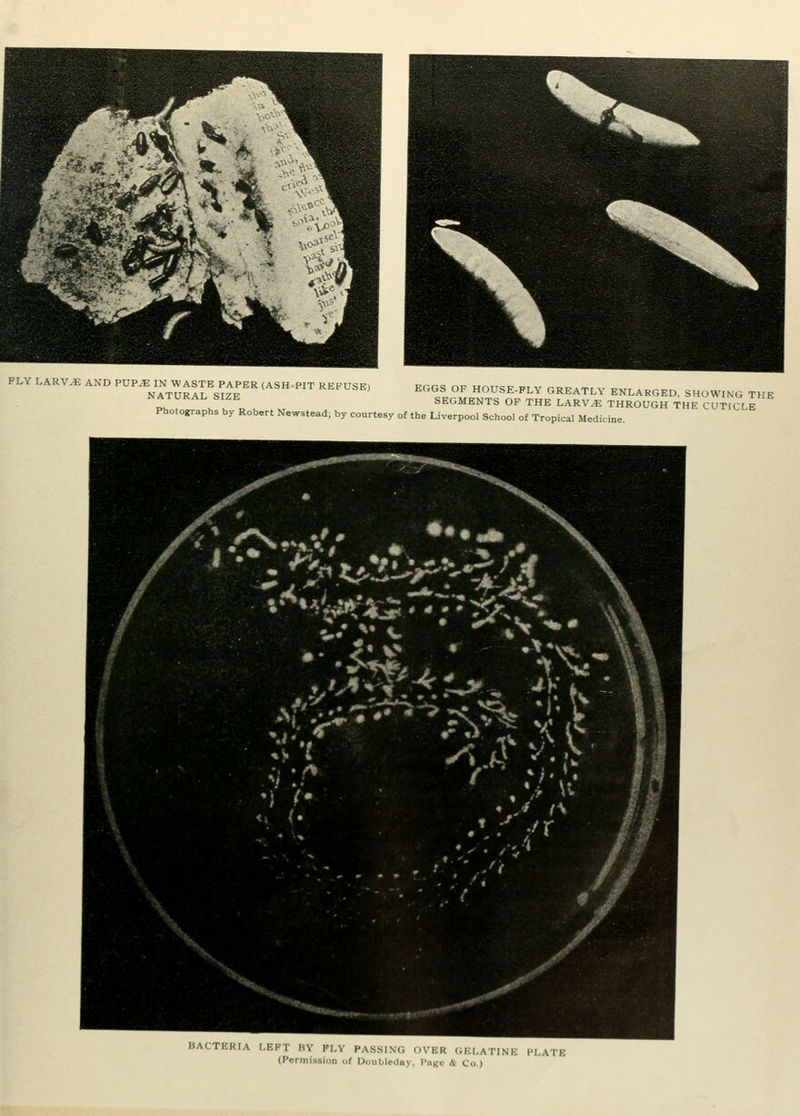 FLY LARV.E AND PUP^ IN WASTE PAPER (ASH-PIT REFUSE, EGGS OF HOUSF FT V trp-att v ,=-xTr , „^x~,. NATURAI St7P E,i»us ut HUUbt-FLY GREATL\ ENLARGED, SHOWING THE NATURAL SIZE SEGMENTS OF THE LARV^ THROUGH THE CUTICLE Photographs by Robert Newstead; by courtesy of the Liverpool School of Tropical Medicine. BACTERIA LEFT HY FLV PASSING OVER (iELATINE PLATE (Permission of Doublrday, Page & Co.)