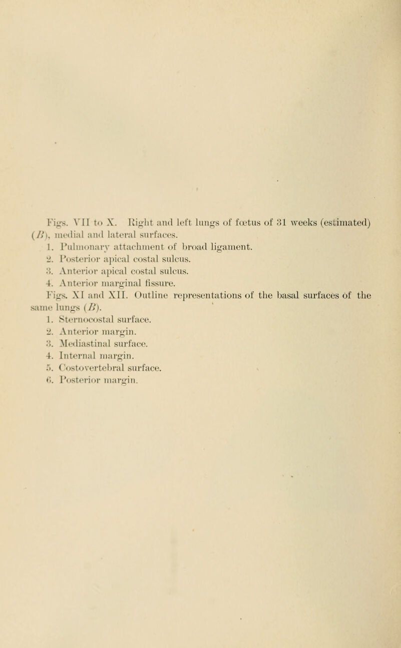 (/>'}, nu'dial and lateral surfaces. 1. Pulniunarv attachment of broad ligament. 2. Posterioi' aj^ical costal sulcus. .>. Anterior apical costal sulcus. 4. Anterior marginal fissure. Figs. XI and XII. Outline representations of the basal surfaces of the same lungs {B). 1. Sternocostal surface. 2. Antcrioi' margin. 3. Mediastinal surface. 4. Internal margin. r>. Costovci-tebral surface, ♦J. Posterior nuiririn.