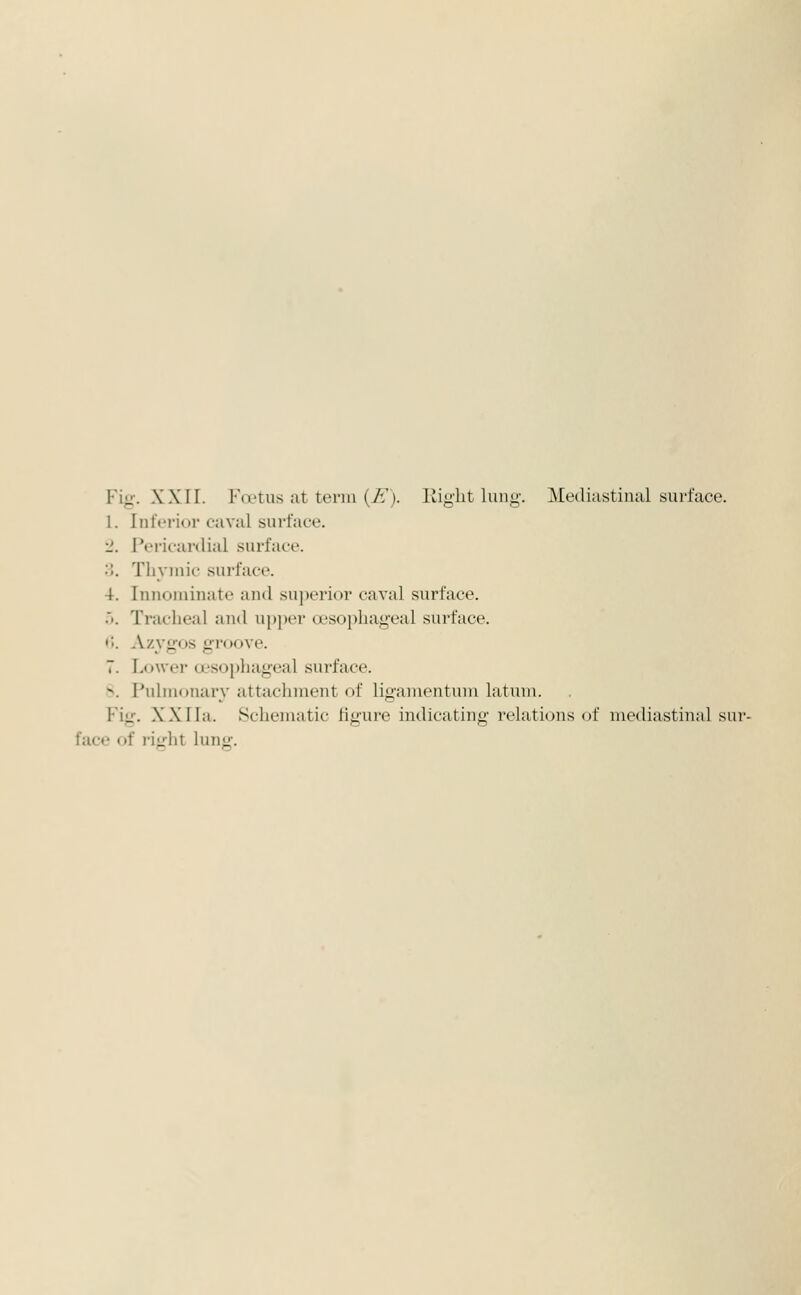 1. Inferior caval surface. 1. Pericaidial surface. 3. Thymic surface. 4. Innominate and superior caval surface. 5. Tracheal and upper oesophageal surface, •i. Azvji'os o-i'oove. 7. Lower a*sophageal surface. S. Pulmonary attachment of ligamcntum latum. Fig. XXIIa. Schematic figure indicating relations of mediastinal sur- face of riii'ht luuii.