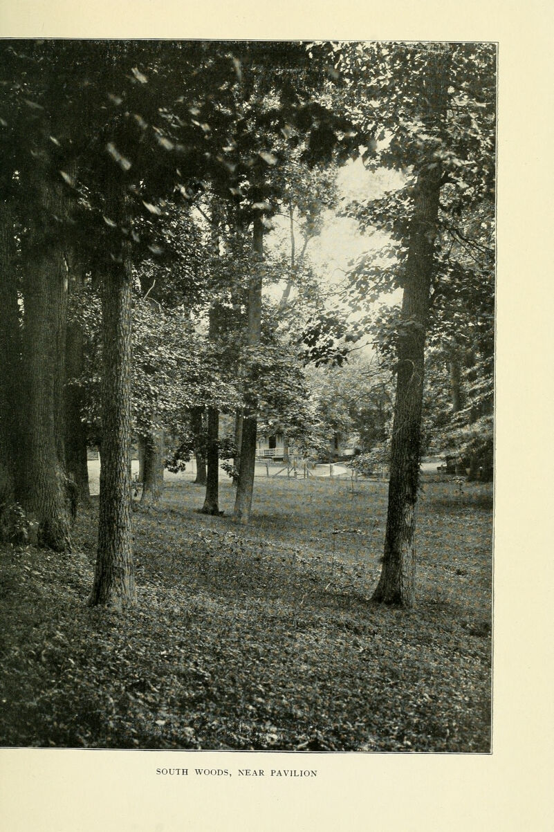 SOUTH WOODS, NEAR PAVILION