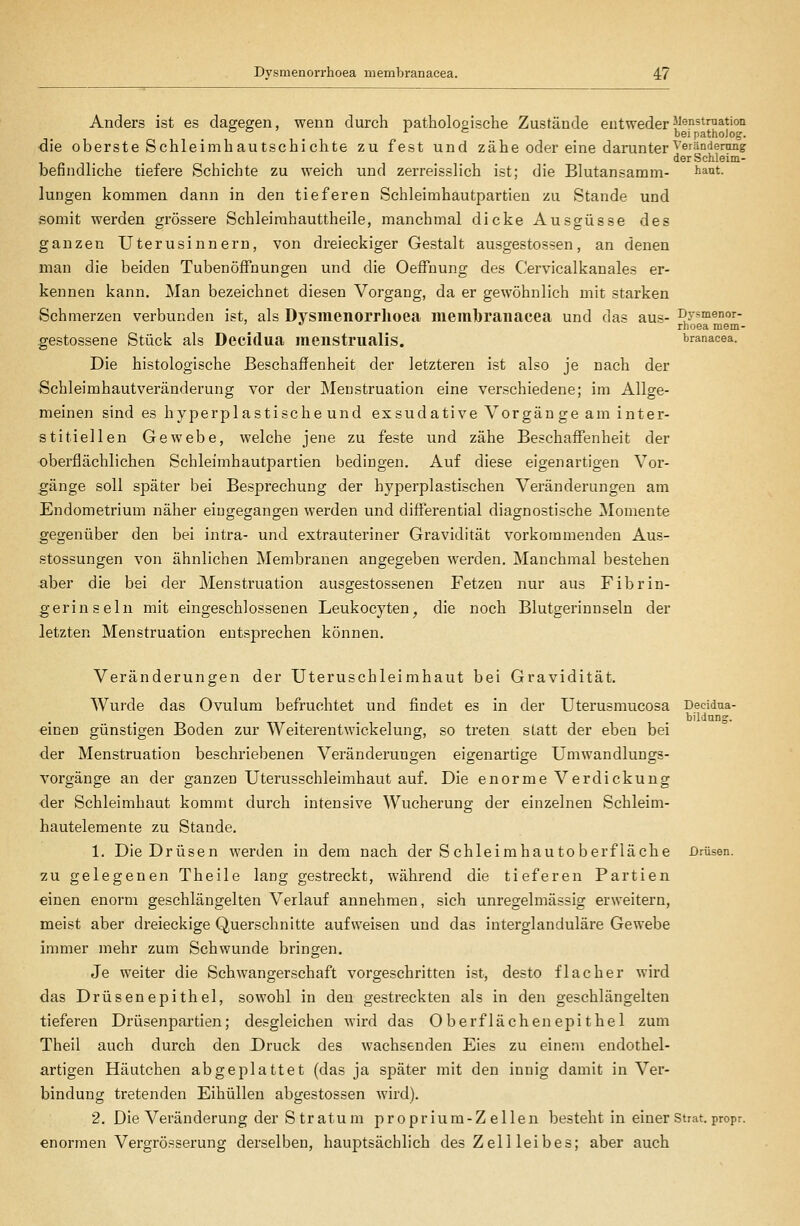 Anders ist es dagegen, wenn durch pathologische Zustände entweder^^ö*t™^*'oii , j. c beipatholog. die oberste Schleimhautschichte zu fest und zähe oder eine darunter^'erundenmg der Schleim- befindliche tiefere Schichte zu weich und zerreisslich ist; die Blutansamm- haut. Jungen kommen dann in den tieferen Schleimhäutpartieu zu Stande und somit werden grössere Schleirahauttheile, manchmal dicke Ausgüsse des ganzen Uterusinnern, von dreieckiger Gestalt ausgestossen, an denen man die beiden Tubenöffnungen und die Oeifuung des Cervicalkanales er- kennen kann. Man bezeichnet diesen Vorgang, da er gewöhnlich mit starken Schmerzen verbunden ist, als Dysmenorrhoea membranacea und das aus- Dysmenor-  rhoea mem- gestossene Stück als Decidua menstrualis. branacea. Die histologische Beschaffenheit der letzteren ist also je nach der Schleimhautveränderung vor der Menstruation eine verschiedene; im Allge- meinen sind es hyperplastische und exsudativeVorgängeaminter- stitiellen Gewebe, welche jene zu feste und zähe Beschaffenheit der oberflächlichen Schleimhautpartien bedingen. Auf diese eigenartigen Vor- gänge soll später bei Besprechung der hyperplastischen Veränderungen am Endometrium näher eingegangen werden und differential diagnostische Momente gegenüber den bei intra- und extrauteriner Gravidität vorkommenden Aus- stossungen von ähnlichen Membranen angegeben werden. Manchmal bestehen aber die bei der Menstruation ausgestossenen Fetzen nur aus Fibrin- gerinseln mit eingeschlossenen Leukocyten^ die noch Blutgerinnseln der letzten Menstruation entsprechen können. Veränderungen der Uteruschleimhaut bei Gravidität. Wurde das Ovulum befruchtet und findet es in der Uterusmucosa Decidua- bilduDg. •einen günstigen Boden zur Weiterentwickelung, so treten statt der eben bei der Menstruation beschriebenen Veränderungen eigenartige Umwandlungs- vorgänge an der ganzen Uterusschleimhaut auf. Die enorme Verdickung ■der Schleimhaut kommt durch intensive Wucherung der einzelnen Schleim- hautelemente zu Stande. 1. Die Drüsen werden in dem nach der Schleirahautoberflache Drüsen. 2u gelegenen Theile lang gestreckt, während die tieferen Partien einen enorm geschlängelten Verlauf annehmen, sich unregelmässig erweitern, meist aber dreieckige Querschnitte aufweisen und das interglanduläre Gewebe immer mehr zum Schwunde bringen. Je weiter die Schwangerschaft vorgeschritten ist, desto flacher wird das Drüsenepithel, sowohl in den gestreckten als in den geschlängelten tieferen Drüsenpartien; desgleichen wird das Oberflächenepithel zum Theil auch durch den Druck des wachsenden Eies zu einem endothel- artigen Häutchen abgeplattet (das ja später mit den innig damit in Ver- bindung tretenden Eihüllen abgestossen wird). 2. Die Veränderung der Stratum proprium-Z eilen besteht in einer Strat. propr. enormen Vergrösserung derselben, hauptsächlich des Zell leibes; aber auch