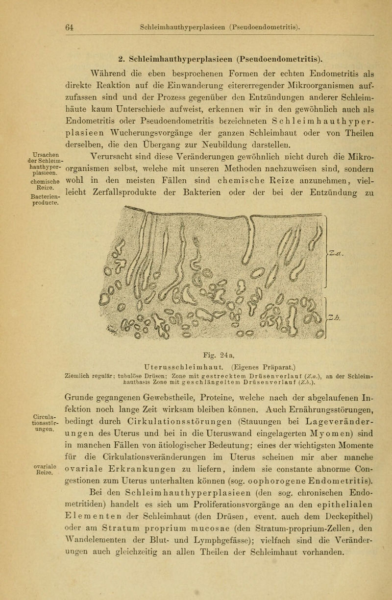 Ursachen der Schleim- hauthyper- plasieen. chemische Reize. Bacterien- producte. 2. Schleimhauthyperplasieen (Pseudoendometritis). Während die eben besprochenen Formen der echten Endometritis als direkte Reaktion auf die Einwanderung eitererregender Mikroorganismen auf- zufassen sind und der Prozess gegenüber den Entzündungen anderer Schleim- häute kaum Unterschiede aufweist, erkennen wir in den gewöhnlich auch als Endometritis oder Pseudoendometritis bezeichneten Schleimhauthyper- plasieen Wucherungsvorgänge der ganzen Schleimhaut oder von Theilen derselben, die den Übergang zur Neubildung darstellen. Verursacht sind diese Veränderungen gewöhnlich nicht durch die Mikro- organismen selbst, welche mit unseren Methoden nachzuwei.sen sind, sondern wohl in den meisten Fällen sind chemische Reize anzunehmen, viel- leicht Zerfallsprodukte der Bakterien oder der bei der Entzündung zu u ri^m^c^ Circnla- tionsstör- ungen. Ovaria] e Reize. Fig. 24 a. üterusschleimhaut. (Eigenes Präparat.) Ziemlich regulär; tubnlöse Drüsen; Zone mit gestrecktem Drüsen verlauf (Z.a.), an der Schleim- haatbasis Zone mit geschlängeltem Drüsen verlauf (Z.O.). Grunde gegangenen Gewebstheile, Proteine, welche nach der abgelaufenen In- fektion noch lange Zeit wirksam bleiben können. Auch Ernährungsstörungen, bedingt durch Cirkulationsstörungen (Stauungen bei Lageveränder- ungen des Uterus und bei in die Uteruswand eingelagerten Myomen) sind in manchen Fällen von ätiologischer Bedeutung; eines der wichtigsten Momente für die Cirkulationsveränderungen im Uterus scheinen mir aber manche ovariale Erkrankungen zu liefern, indem sie constante abnorme Con- gestionen zum Uterus unterhalten können (sog. oophorogene Endometritis). Bei den Schleimhauthyperplasieen (den sog. chronischen Endo- metritiden) handelt es sich um Proliferationsvorgänge an den epithelialen Elementen der Schleimhaut (den Drüsen, event. auch dem Deckepithel) oder am Stratum proprium mucosae (den Stratum-proprium-Zellen, den Wandelementen der Blut- und Lymphgefässe); vielfach sind die Veränder- ungen auch gleichzeitig an allen Theilen der Schleimhaut vorhanden.