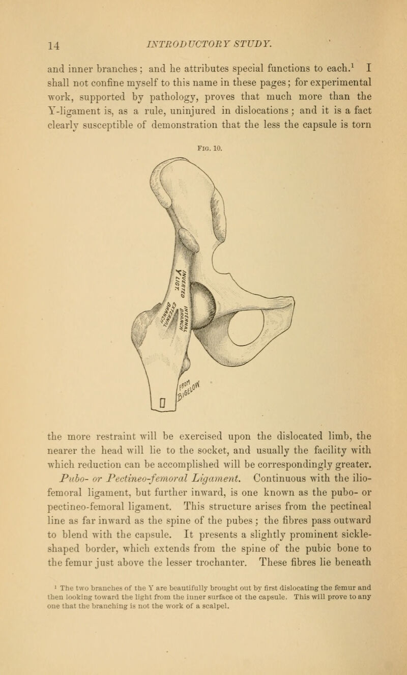 and inner branches ; and he attributes special functions to each.^ I shall not confine myself to this name in these pages; for experimental work, supported bv pathology, proves that much more than the Y-ligament is, as a rule, uninjured in dislocations; and it is a fact clearly susceptible of demonstration that the less the capsule is torn the more restraint will be exercised upon the dislocated limb, the nearer the head will lie to the socket, and usually the facility with which reduction can be accomplished will be correspondingly greater. Puho- or Pectineo-femoral Ligament. Continuous with the ilio- femoral ligament, but further inward, is one known as the pubo- or pectineo-femoral ligament. This structure arises from the pectineal line as far inward as the spine of the pubes ; the fibres pass outward to blend with the capsule. It presents a slightly prominent sickle- shaped border, which extends from the spine of the pubic bone to the femur just above the lesser trochanter. These fibres lie beneath • The two branches of the Y are beautifully brought out by first dislocating the femur and then looking toward the light from the inner surface ot the capsule. This will prove to any one that the branching is not the work of a scalpel.