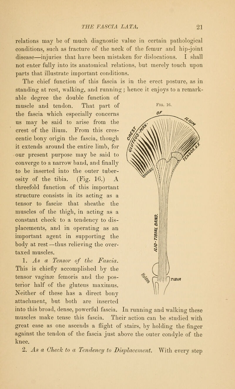 relations may be of much diagnostic value in certain pathological conditions, such as fracture of the neck of the femur and hip-joint disease—injuries that have been mistaken for dislocations. I shall not enter fully into its anatomical relations, but merely touch upon parts that illustrate important conditions. The chief function of this fascia is in the erect posture, as in standing at rest, walking, and running; hence it enjoys to a remark- able degree the double function of muscle and tendon. That part of the fascia which especially concerns us may be said to arise from the crest of the ilium. From this cres- centic bony origin the fascia, though it extends around the entire limb, for 'Our present purpose may be said to converge to a narrow band, and finally to be inserted into the outer tuber- osity of the tibia. (Fig. 16.) A threefold function of this important structure consists in its acting as a tensor to fascise that sheathe the muscles of the thigh, in acting as a constant check to a tendency to dis- placements, and in operating as an important agent in supporting the body at rest—thus relieving the over- taxed muscles. 1. As a Tensor of the Fascia, This is chiefly accomplished by the tensor vaginae femoris and the pos- terior half of the gluteus maximus. Neither of these has a direct bony attachment, but both are inserted into this broad, dense, powerful fascia. In running and walking these muscles make tense this fascia. Their action can be studied with great ease as one ascends a flight of stairs, by holding the finger against the tendon of the fascia just above the outer condyle of the knee. 2. As a Chech to a Tendency to Displacement. With every step