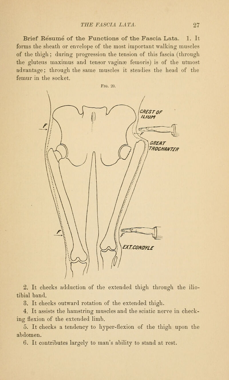 Brief Resume of the Functions of the Fascia Lata. 1. It forms the sheath or envelope of the most important walking muscles of the thigh; during progression the tension of this fascia (through the gluteus maximus and tensor vaginae femoris) is of the utmost advantage; through the same muscles it steadies the head of the femur in the socket. Fig. 20. 2. It checks adduction of the extended thigh through the ilio- tibial band. 3. It checks outward rotation of the extended thigh. 4. It assists the hamstring muscles and the sciatic nerve in check- ing flexion of the extended limb. 5. It checks a tendency to hyper-flexion of the thigh upon the abdomen. 6. It contributes largely to man's ability to stand at rest.