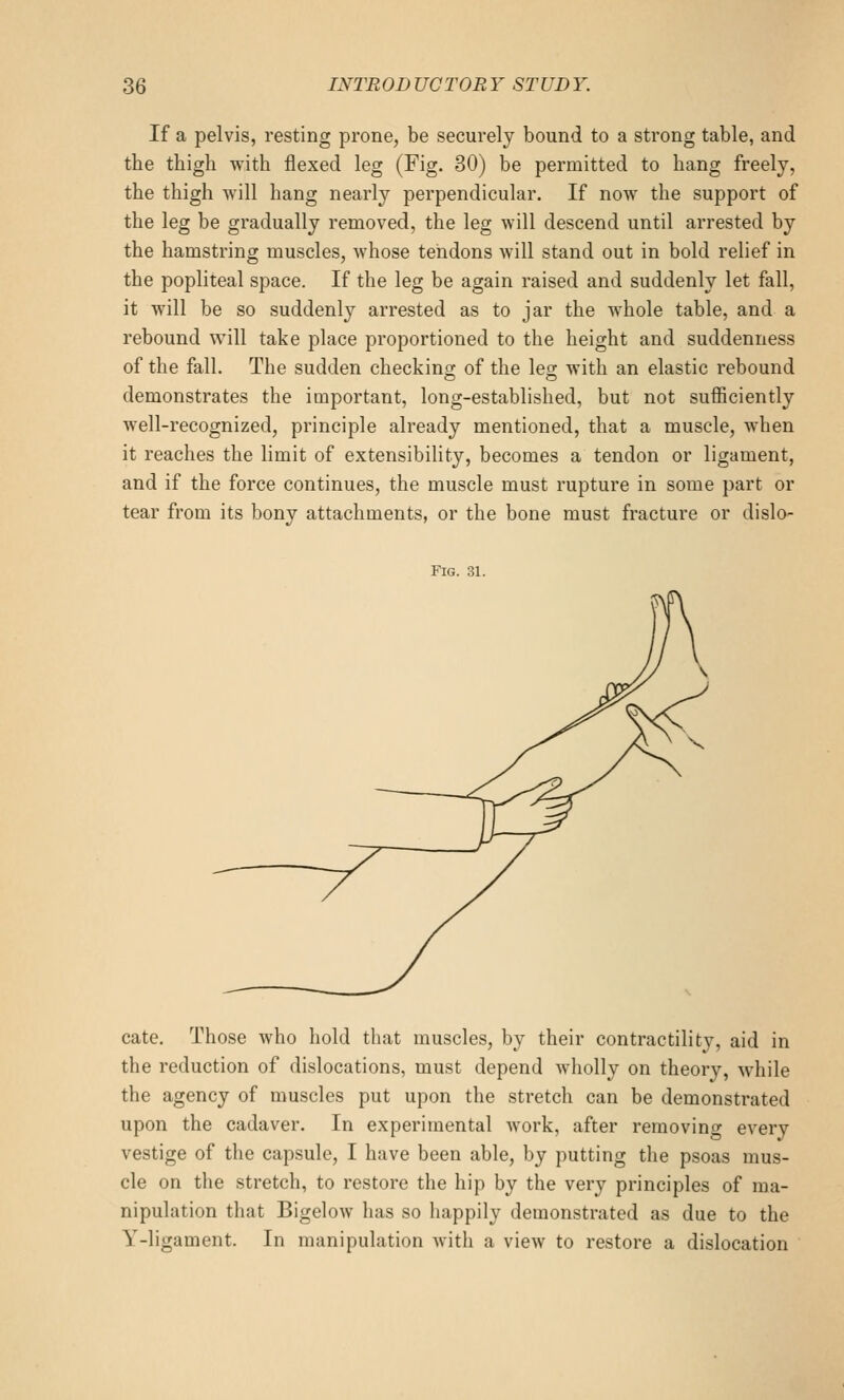 If a pelvis, resting prone, be securely bound to a strong table, and the thigh with flexed leg (Fig. 30) be permitted to hang freely, the thigh will hang nearly perpendicular. If now the support of the leg be gradually removed, the leg will descend until arrested by the hamstring muscles, whose tendons will stand out in bold relief in the popliteal space. If the leg be again raised and suddenly let fall, it will be so suddenly arrested as to jar the whole table, and a rebound will take place proportioned to the height and suddenness of the fall. The sudden checkino- of the leo- with an elastic rebound demonstrates the important, long-established, but not sufficiently well-recognized, principle already mentioned, that a muscle, when it reaches the limit of extensibility, becomes a tendon or ligament, and if the force continues, the muscle must rupture in some part or tear from its bony attachments, or the bone must fracture or dislo- FlG. 31. cate. Those who hold that muscles, by their contractility, aid in the reduction of dislocations, must depend wholly on theory, while the agency of muscles put upon the stretch can be demonstrated upon the cadaver. In experimental work, after removing every vestige of the capsule, I have been able, by putting the psoas mus- cle on the stretch, to restore the hip by the very principles of ma- nipulation that Bigelow has so happily demonstrated as due to the Y-ligament. In manipulation with a view to restore a dislocation