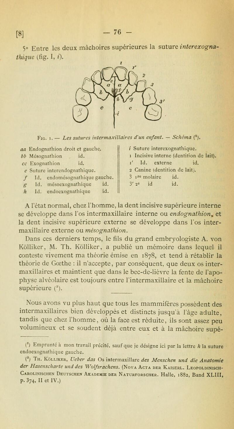 [8] 7G 5° Entre les deux mâchoires supérieures la suture interexogna- thiquc (,fig. I, 0- FiG. 1. — Les sutures intennaxillaires d'un enfant. — Schéma ('). aa Endognathion droit et gauche. bb Mésognathion id. ce Exognathion id. e Suture interendognathique. / Id. endomésognathique gauche. g id. mésoexognathique id. h Id. endoexognathique id. / Suture interexognathique. 1 Incisive interne (dentition de lait), i' Id. externe id. 2 Canine (dentition de lait;. 3 i^^ molaire id. 3' 2« id id. A l'état normal, chez l'homme, la dent incisive supérieure interne se développe dans l'os intermaxillaire interne ou endognathion^ et la dent incisive supérieure externe se développe dans l'os inter- maxillaire externe ou mésognathion. Dans ces derniers temps, le fils du grand embryologiste A. von Kôlliker, M. Th. Kôlliker, a publié un mémoire dans lequel il conteste vivement ma théorie émise en 1878, et tend à rétablir la théorie de Gœthe : il n'accepte, par conséquent, que deux os inter- maxillaires et maintient que dans le bec-de-liévre la fente de l'apo- physe alvéolaire est toujours entre l'intermaxillaire et la mâchoire supérieure {^). Nous avons vu plus haut que tous les mammifères possèdent des intermaxillaires bien développés et distincts jusqu'à l'âge adulte, tandis que chez l'homme, où la face est réduite, ils sont assez peu volumineux et se soudent déjà entre eux et à la mâchoire supé- (*) Emprunté à mon travail précité, sauf que je désigne ici par la lettre h la suture endoexognathique gauche. (^} Th. Kôlliker, Ueber das Os intermaxillare des Menschen itnd die Anatomie der Hasenscharte und des Wolfsrachens. (Nova Acta der Kaiserl. Leopoldinisch- Carollvischen Deutschen Akademie der Naturforscher. Halle, 1882, Band XLIII,