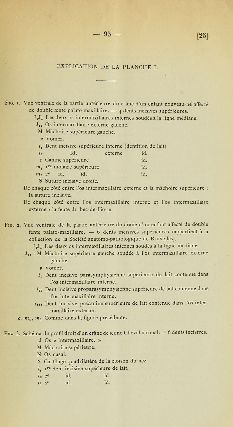 EXPLICATION DE LA PLANCHE I. [2b] FiG. 1. Vue ventrale de la partie antérieure du crâne d'un enfant nouveau-né affecté de double fente palato-maxillaire. — 4 dents incisives supérieures. JiJi Les deux os intemiaxillaires internes soudés à la ligne médiane. Jii Os intermaxillaire externe gauche. M Mâchoire supérieure gauche. V Vomer. 2\ Dent incisive supérieure interne (dentition de lait). Î2 Id. externe id. c Canine supérieure id. m^ ire molaire supérieure id. W2 2^ id. id. id. S Suture incisive droite. De chaque côté entre l'os intermaxillaire externe et la mâchoire supérieure : la suture incisive. De chaque côté entre l'os intermaxillaire interne et l'os intermaxillaire externe : la fente du bec-de-lièvre. FiG. 2. Vue ventrale de la partie antérieure du crâne d'un enfant affecté de double fente palato-maxillaire. — 6 dents incisives supérieures (appartient à la collection de la Société anatomo-pathologique de Bruxelles). JiJi Les deux os intermaxillaires internes soudés à la ligne médiane. Jii + M Mâchoire supérieure gauche soudée à l'os intermaxillaire externe gauche. V Vomer. il Dent incisive parasymphysienne supérieure de lait contenue dans l'os intermaxillaire interne. iix Dent incisive proparasymphysienne supérieure de lait contenue dans l'os intermaxillaire interne. Ziii Dent incisive précanine supérieure de lait contenue dans Tos inter- maxillaire externe. c, m^, m^ Comme dans la figure précédente. FiG. 3. Schéma du profil droit d'un crâne de jeune Cheval normal. — 6 dents incisives. J Os « intermaxillaire. » M Mâchoire supérieure. N Os nasal. X Cartilage quadrilatère de la cloison du nez. fi ire dent incisive supérieure de lait. 12 2e id. id. 13 3e id. id.