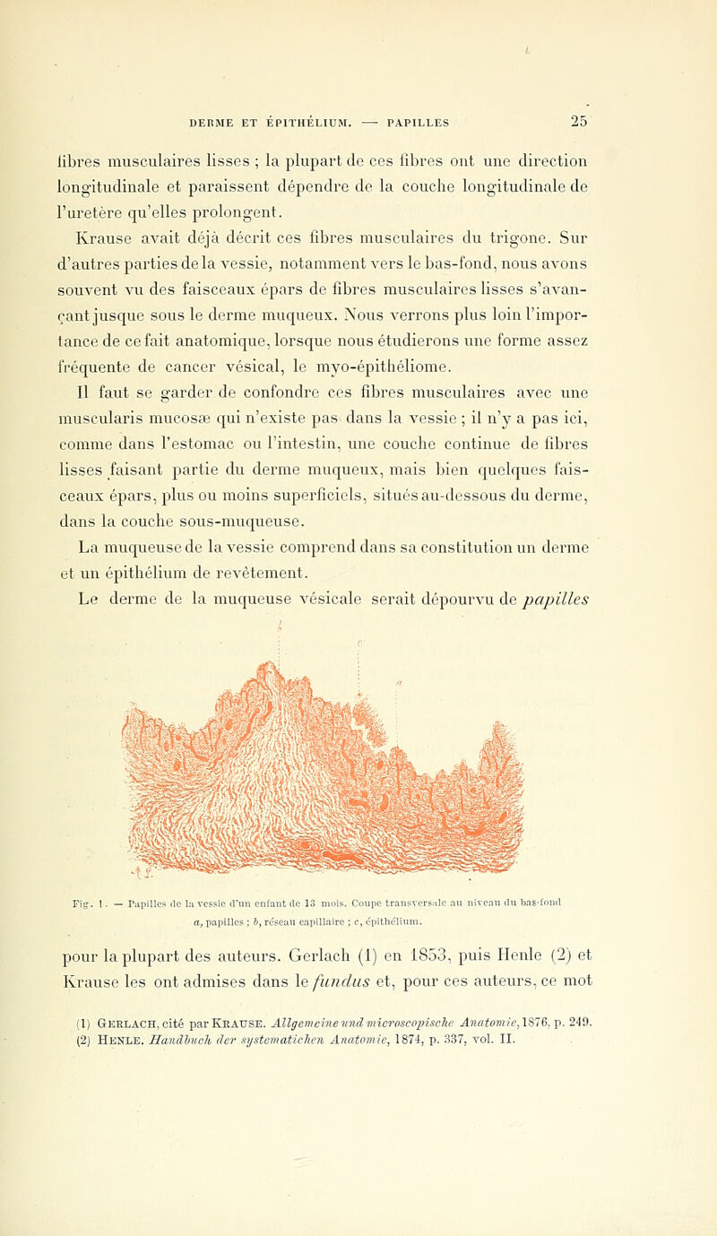 libres musculaires lisses ; la plupart de ces fibres ont une direction longitudinale et paraissent dépendre de la couche longitudinale de l'uretère qu'elles prolongent. Krause avait déjà décrit ces fibres musculaires du trigone. Sur d'autres parties delà vessie, notamment vers le bas-fond, nous avons souvent vu des faisceaux épars de fibres musculaires lisses s'avan- çant jusque sous le derme muqueux. Nous verrons plus loin l'impor- tance de ce fait anatomique, lorsque nous étudierons ime forme assez fréquente de cancer vésical, le myo-épithéliome. Il faut se garder de confondre ces fibres musculaires avec une muscularis mucosœ qui n'existe pas dans la vessie ; il n'y a pas ici, comme dans l'estomac ou l'intestin, une couche continue de fibres lisses faisant partie du derme muqueux, mais bien quelques fais- ceaux épars, plus ou moins superficiels, situés au-dessous du derme, dans la couche sous-muqueuse. La muqueuse de la vessie comprend dans sa constitution un derme et un épithélium de revêtement. Le derme de la muqueuse vésicale serait dépourvu de papilles Fig. 1. — Papilles (le la vessie d'un enfant (le 13 mois. Coupe transvers^ile au niveau du bas-lnnd a, p.apillcs ; &, réseau capillaire ; c, (.'pitlic^lium. pour la plupart des auteurs. Gerlach (1) en 1853, puis Henle (2) et Krause les ont admises dans \e fundus et, pour ces auteurs, ce mot (1) GEBLACH,cité parKEATJSE. Allgemcinemulmicroscopische Anntomic,\?ilë,\t.2'\^. (2) Hknle. Hanclhnclb âer nystematichen Anatomie, 1874, p. 337, vol. II.