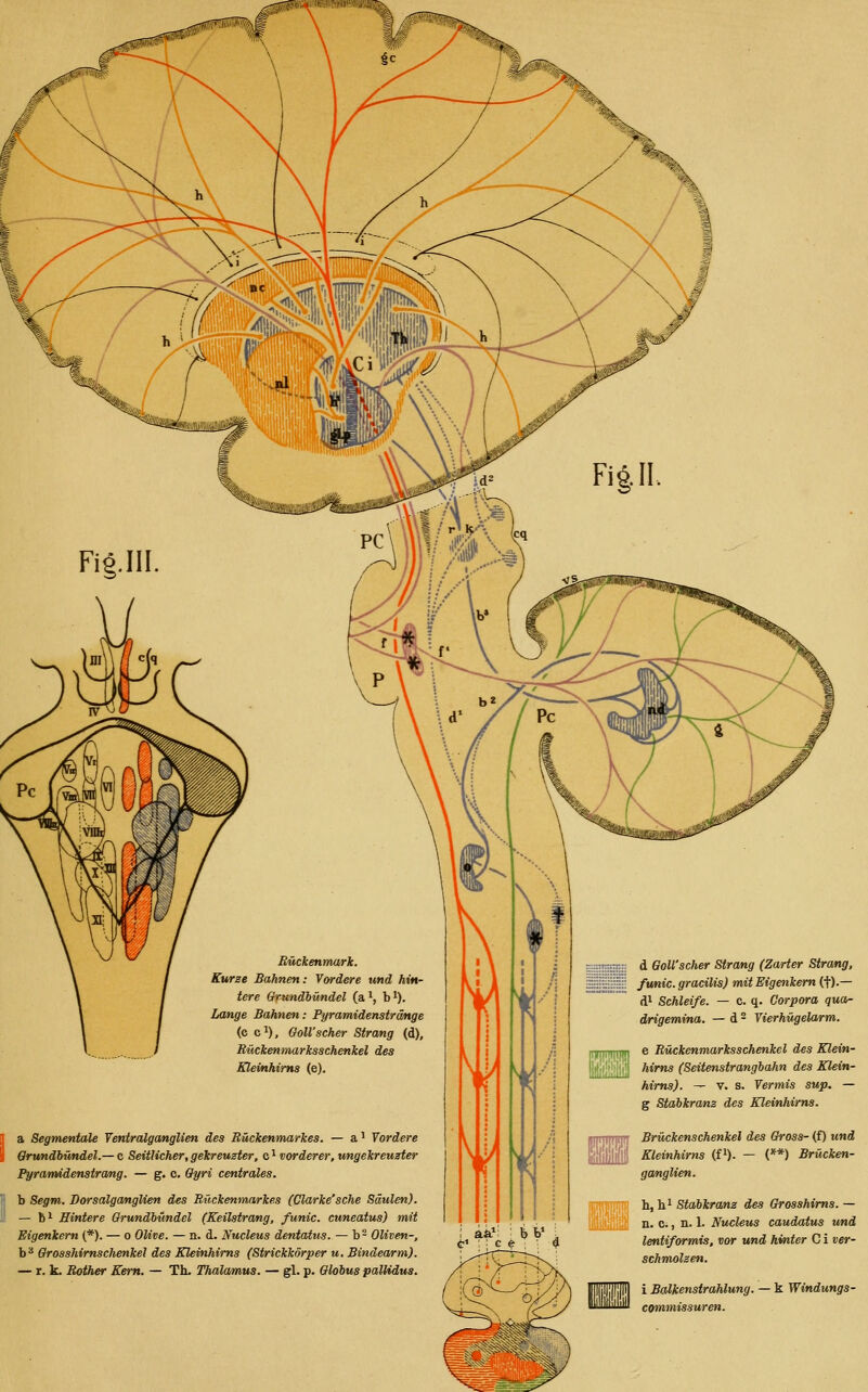 a Segmentale Yentralgomglien des Rückenmarkes. — a' fordere Orundhündel.— c Seitlicher,gekreuzter, a'^ vorderer, tmgekreuzter Pyratmdenstrcmg. — g. c. Gyri centrales. b 8egm. Dorsalganglien des Bückenmarkes (Clarke'sche Säulen). — fti Hintere Orundhündel (Keilstrang, funic. cuneatus) mit Eigenkern (*). — o Olive. — n. d. Nucleus dentatus. — b- Oliven-, b* Grosshirnschenkel des Kleinhirns (Strickkörper u. Bindearm). — r. k. Bother Kern. — Th. Thalamus. — gl. p. Qlohus paUidus. •nj d GoU'scher Strang (Zarter Strang, ;.. ! funic. gracilis) mit Eigenkem (f)-— dl Schleife. — c. q. Corpora qua- drigemina. — d - Vierhiigelarm. e Rückenmarksschenkel des Klein- illl'!')lji''| hims (Seitenstrangbahn des Klein- hirns). — V. s. dermis sup. — g Staikram des Kleinhirns. Brückenschenkel des Gross- (f) und Kleinhirns (f^). — (**) Brücken- ganglien. ■MijjliTjTT: hfh.^ Stabkranz des Grosshims.— 'ÜmIm n. Ci, n. 1. Nucleus caudatus und lentiformis, vor und hinter C i ver- schmolzen. m i Balkenstrahlung. — k Windungs- commissuren.