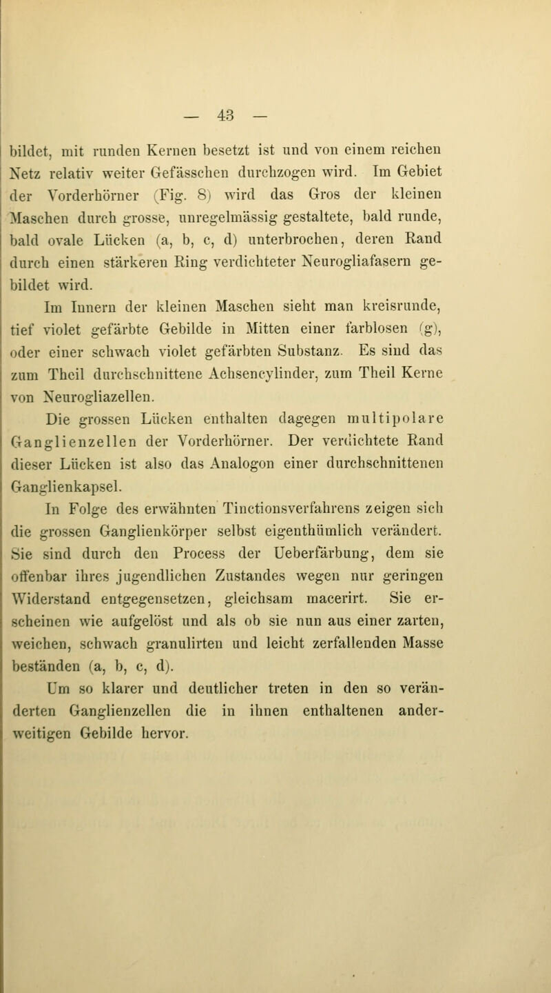 bildet, mit runden Kernen besetzt ist und von einem reicben Netz relativ weiter Gefässchen durchzogen wird. Im Gebiet der Vorderbörner (Fig. 8) wird das Gros der kleinen Maschen durch grosse, unregelmässig gestaltete, bald runde, bald ovale Lücken (a, b, c, d) unterbrochen, deren Rand durch einen stärkeren Ring verdichteter Neurogliafasern ge- bildet wird. Im Innern der kleinen Maschen sieht man kreisrunde, tief violet gefärbte Gebilde in Mitten einer farblosen (g), oder einer schwach violet gefärbten Substanz. Es sind das zum Thcil durchschnittene Achsencylinder, zum Theil Kerne von Neurogliazellen. Die grossen Lücken enthalten dagegen multipolare Ganglienzellen der Vorderbörner. Der verdichtete Rand dieser Lücken ist also das Analogon einer durchschnittenen Ganglienkapsel. In Folge des erwähnten Tinctionsverfahrens zeigen sich die grossen Ganglienkörper selbst eigenthümlich verändert. Sie sind durch den Process der Ueberfärbung, dem sie offenbar ihres jugendlichen Zustandes wegen nur geringen Widerstand entgegensetzen, gleichsam macerirt. Sie er- scheinen wie aufgelöst und als ob sie nun aus einer zarten, weichen, schwach granulirten und leicht zerfallenden Masse beständen (a, b, c, d). Um so klarer und deutlicher treten in den so verän- derten Ganglienzellen die in ihnen enthaltenen ander- weitigen Gebilde hervor.