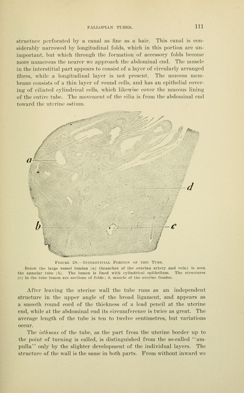 structure perforated by a canal as fine as a hair. This canal is con- siderably narrowed by longitudinal folds, which in this portion are un- important, but which through the formation of accessory folds become more numerous the nearer we approach the abdominal end. The muscle in the interstitial part appears to consist of a layer of circularly arranged fibres, while a longitudinal layer is not present. The mucous mem- brane consists of a thin layer of round cells, and has an epithelial cover- ing of ciliated cylindrical cells, which likewise cover the mucous lining of the entire tube. The movement of the cilia is from the abdominal end toward the uterine ostium. '</<y..-''' • a d Figuee 38.—Interstitial Pobtion of the Tube. Below the large vessel lumina (a) (branches of the ovarian artery and vein) is seen the annular tube (b). The lumen is lined with cylindrical epithelium. The structures (c) in the tube lumen are sections of folds ; d, muscle of the uterine fundus. After leaving the uterine wall the tube runs as an independent structure in the upper angle of the broad ligament, and appears as a smooth round cord of the thickness of a lead pencil at the uterine end, while at the abdominal end its circumference is twice as great. The average length of the tube is ten to twelve centimetres, but variations occur. The isthmus of the tube, as the part from the uterine border up to the point of turning is called, is distinguished from the so-called am- pulla only by the slighter development of the individual layers. The structure of the wall is the same in both parts. From without inward we