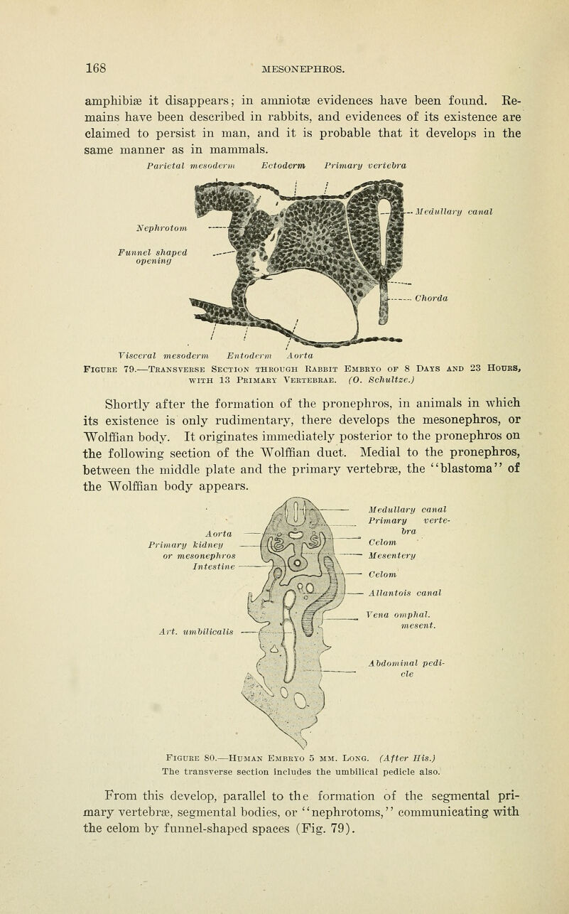 amphibise it disappears; in amniotse evidences have been found. Re- mains have been described in rabbits, and evidences of its existence are claimed to persist in man, and it is probable that it develops in the same manner as in mammals. Parietal mesoderm Ectoderm Primary vertebra Nephrotom Funnel shaped opening —jSs— Medullary canal Chorda Visceral mesoderm Entoderm Aorta Figure 79.—Teansveese Section theough Rabbit Embryo of 8 Days and 23 Houes, with 13 Primary Vertebrae. (0. Schultze.) Shortly after the formation of the pronephros, in animals in which its existence is only rudimentary, there develops the mesonephros, or Wolffian body. It originates immediately posterior to the pronephros on the following section of the Wolffian duct. Medial to the pronephros, between the middle plate and the primary vertebras, the blastoma of the Wolffian body appears. Aorta Primary kidney or mesonephros Intestine Art. u nihil icul is — Medullary canal Primary verte- bra Celom Mesentery Celom Allantois canal Vena omphal. mesent. Abdominal pedi- cle Figure 80.—Human Embryo 5 mm. Long. (After His.) The transverse section includes the umbilical pedicle also. From this develop, parallel to the formation of the segmental pri- mary vertebra?, segmental bodies, or '' nephrotoms,'' communicating with the celom by funnel-shaped spaces (Fig. 79).