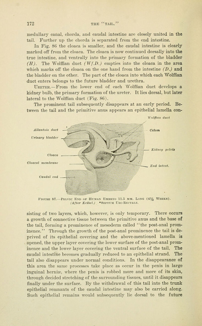 medullary canal, chorda, and caudal intestine are closely united in the tail. Further up the chorda is separated from the end intestine. In Fig. 86 the cloaca is smaller, and the caudal intestine is clearly marked off from the cloaca. The cloaca is now continued dorsally into the true intestine, and ventrally into the primary formation of the bladder (H). The Wolffian duct (Wf.D.) empties into the cloaca in the area which marks off the cloaca on the one hand from the intestine (D.) and the bladder on the other. The part of the cloaca into which each Wolffian duct enters belongs to the future bladder and urethra. Ureter.—From the lower end of each Wolffian duct develops a kidney bulb, the primary formation of the ureter. It lies dorsal, but later lateral to the Wolffian duct (Fig. 86). The prominent tail subsequently disappears at an early period. Be- tween the tail and the primitive anus appears an epithelial lamella con- Wolfflan duct -.-rr -.-,•- :r^ ,/ Allantois duct —£■ —:--. -.. ..-',' - Celom £&**>'* -. s 'y^ Urinary bladder *L....... . '- - ' , ' Cloaca Cloacal membrane Caudal end 1 Kidney pelvis End intest. Figuee 87.—Pelvic End of Human Embexo 11.5 mm. Long (4y2 Weeks). (After Keibel.J * Septum Ueo-Rectale. sisting of two layers, which, however, is only temporary. There occurs a growth of connective tissue between the primitive anus and the base of the tail, forming a prominence of mesoderm called the post-anal prom- inence. Through the growth of the post-anal prominence the tail is de- prived of its epithelial covering and the above-mentioned lamella is opened, the upper layer covering the lower surface of the post-anal prom- inence and the lower layer covering the ventral surface of the tail. The caudal intestine becomes gradually reduced to an epithelial strand. The tail also disappears under normal conditions. In the disappearance of this area the same processes take place as occur in the penis in large inguinal hernia?, where the penis is robbed more and more of its skin, through decided stretching of the surrounding tissues, until it disappears finally under the surface. By the withdrawal of this tail into the trunk epithelial remnants of the caudal intestine may also be carried along. Such epithelial remains would subsequently lie dorsal to the future